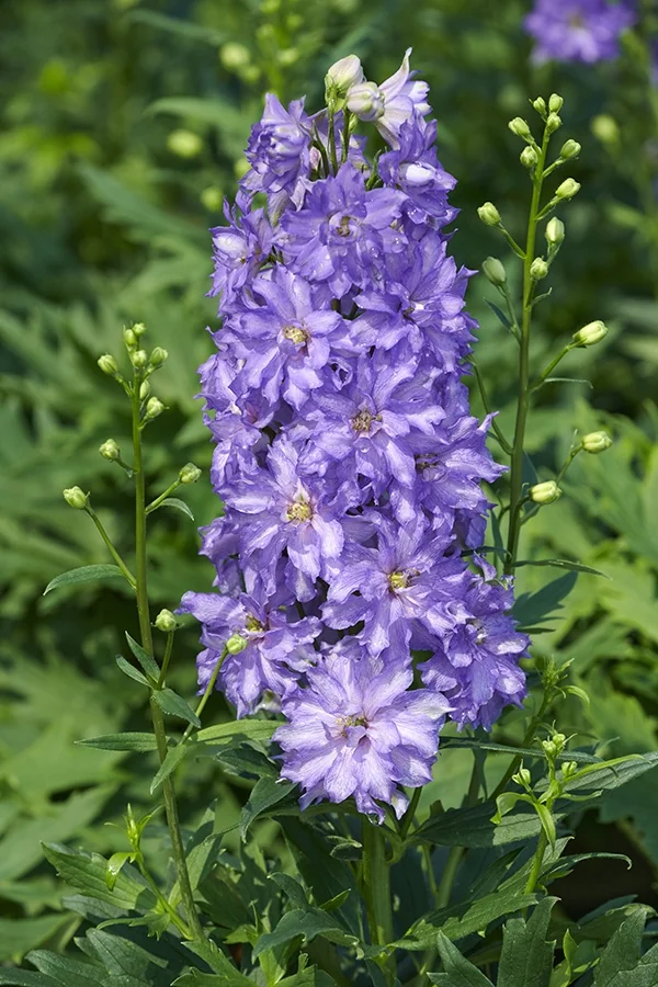 Delgenius™ Breezin Delphinium 2 Delgenius™ Breezin Delphinium