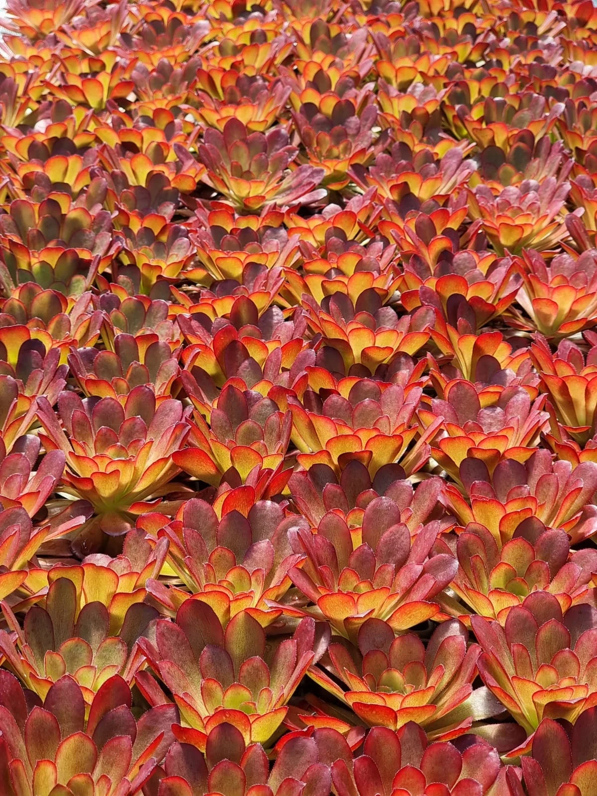 Surreal Sienna Semponium 3 Surreal Sienna Semponium