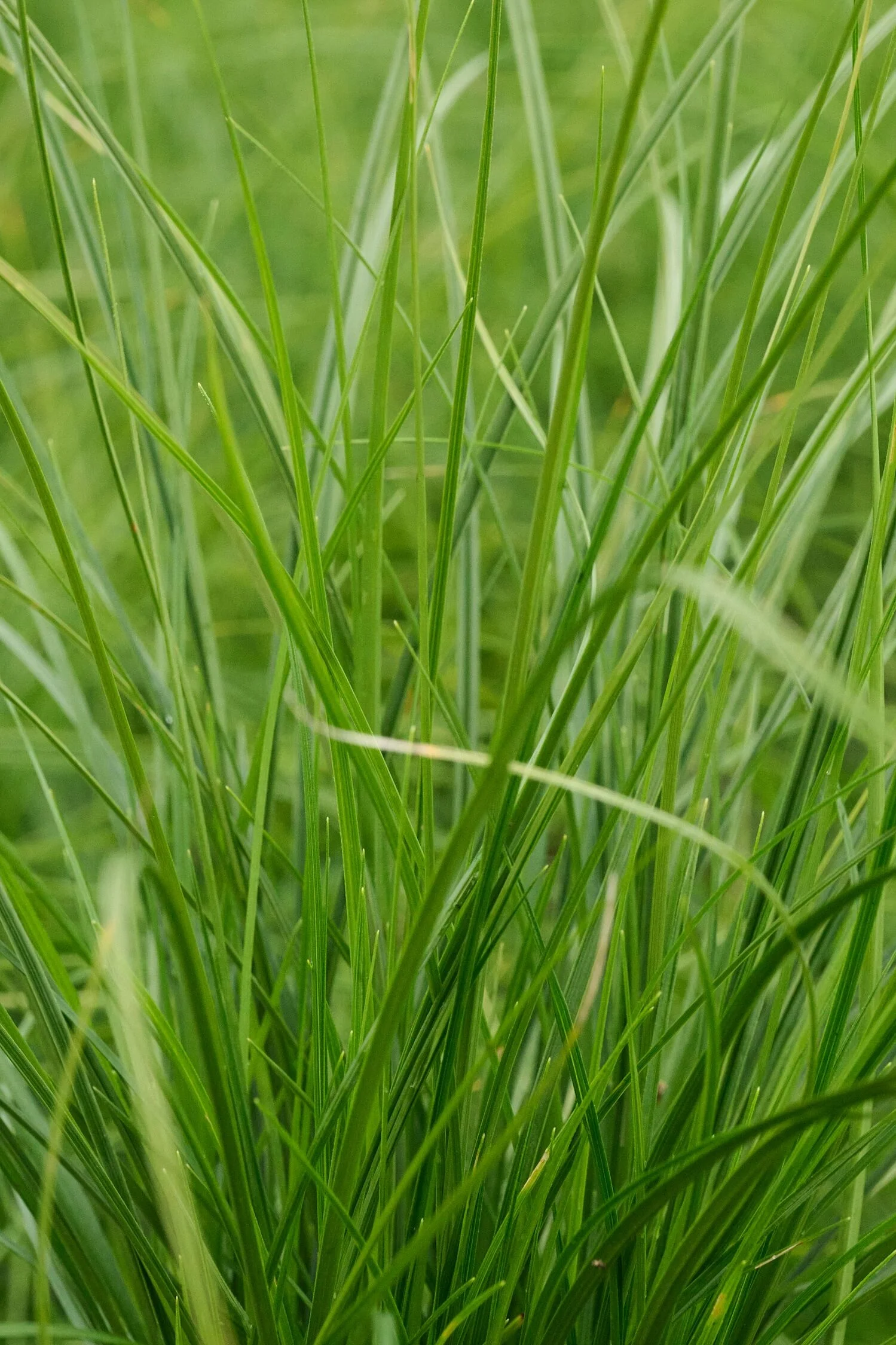 Fine China Sedge