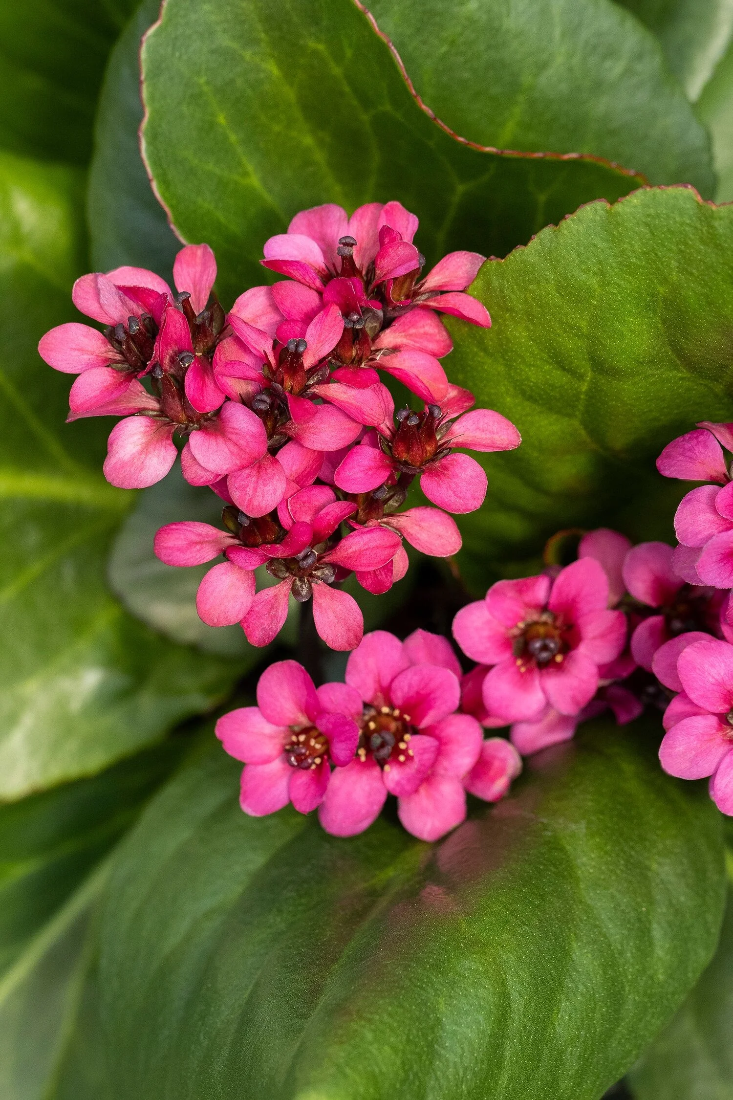 Vintage™ Rose Bergenia 1 Vintage™ Rose Bergenia