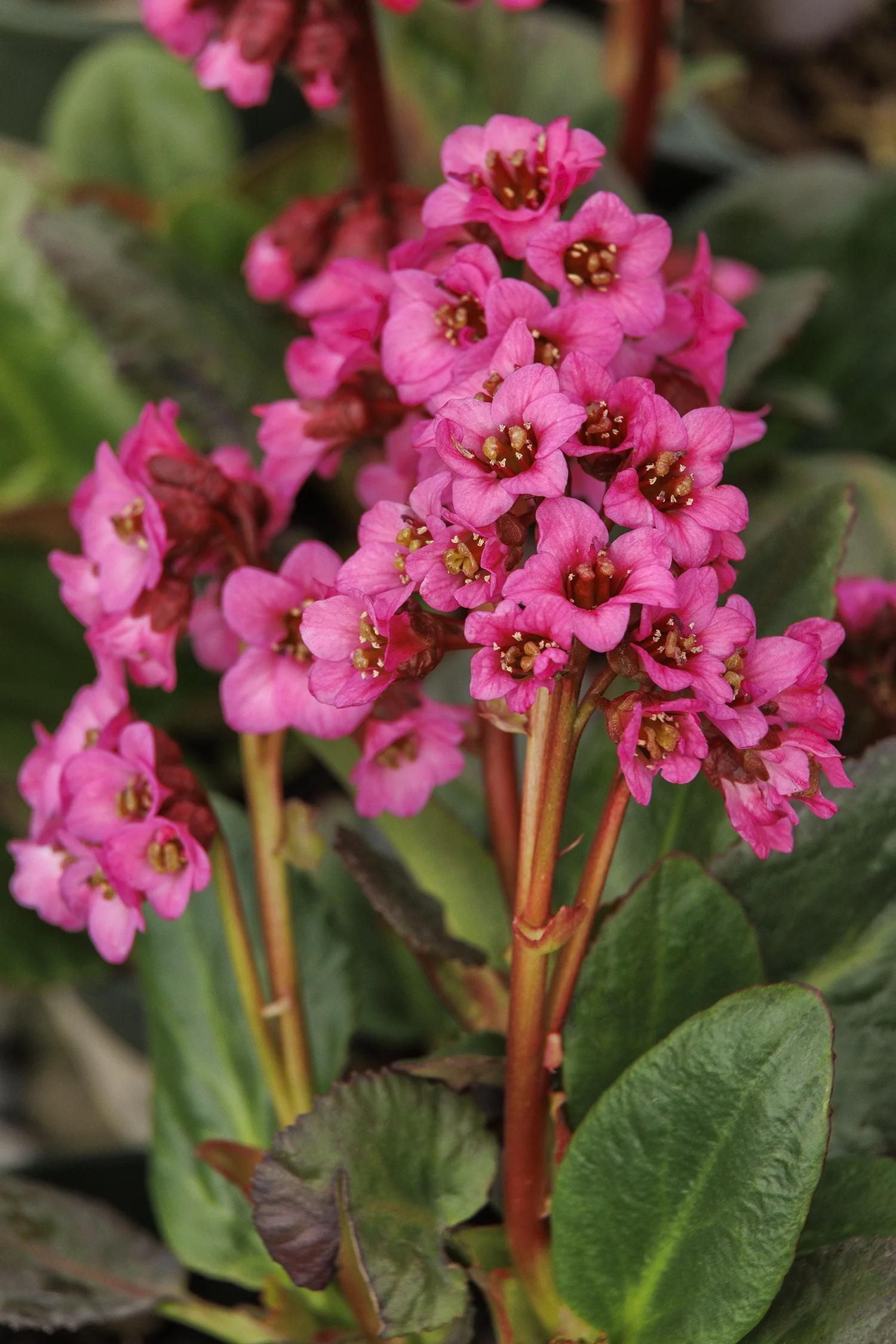 Vintage™ Rose Bergenia 2 Vintage™ Rose Bergenia