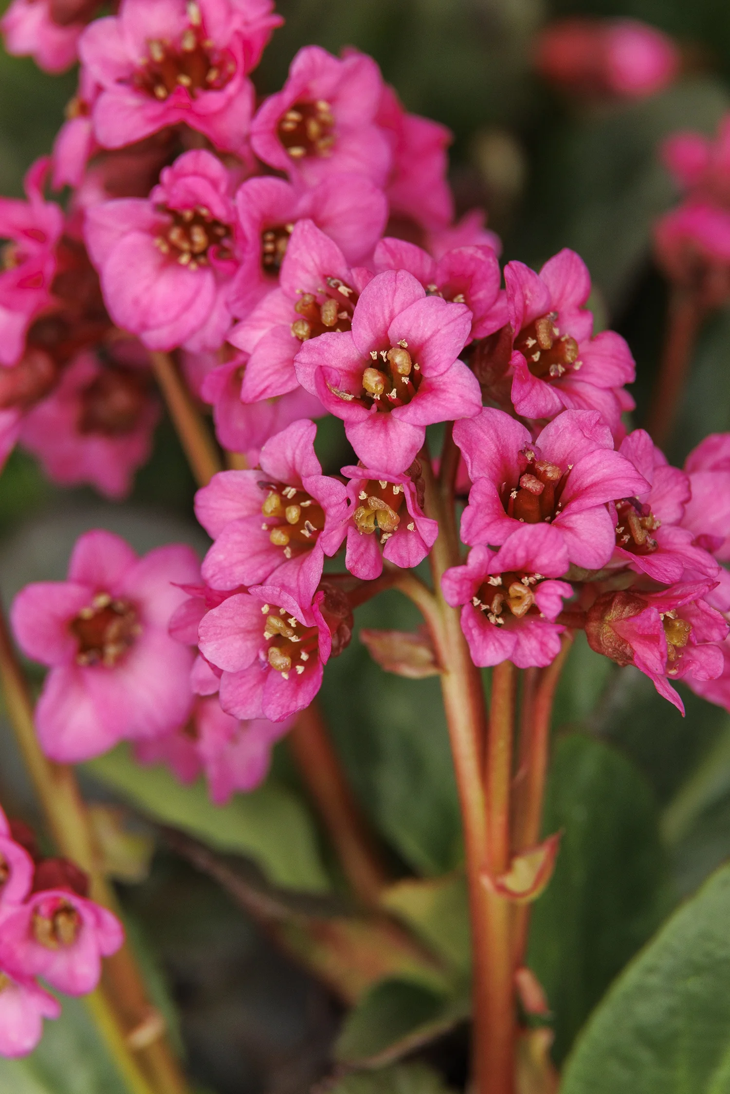 Vintage™ Rose Bergenia 3 Vintage™ Rose Bergenia