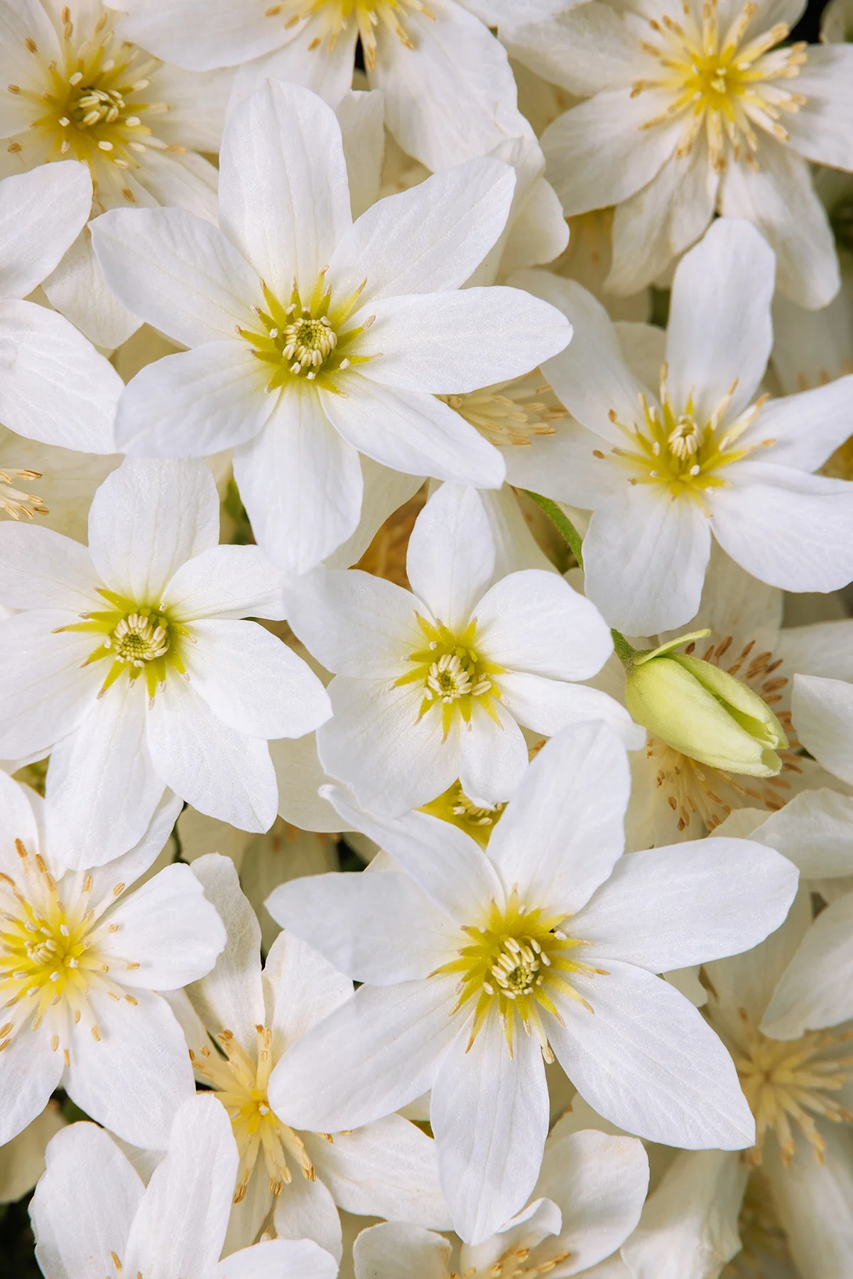 Joe Evergreen Clematis 6 Joe Evergreen Clematis