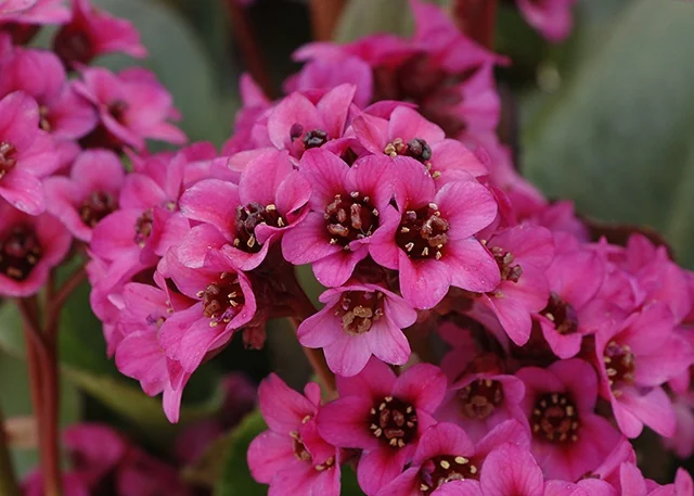 Vintage™ Pink Bergenia 1 Vintage™ Pink Bergenia