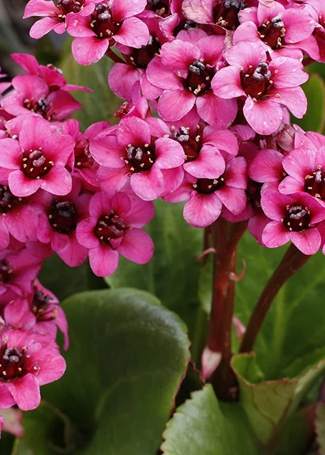 Vintage™ Pink Bergenia 2 Vintage™ Pink Bergenia