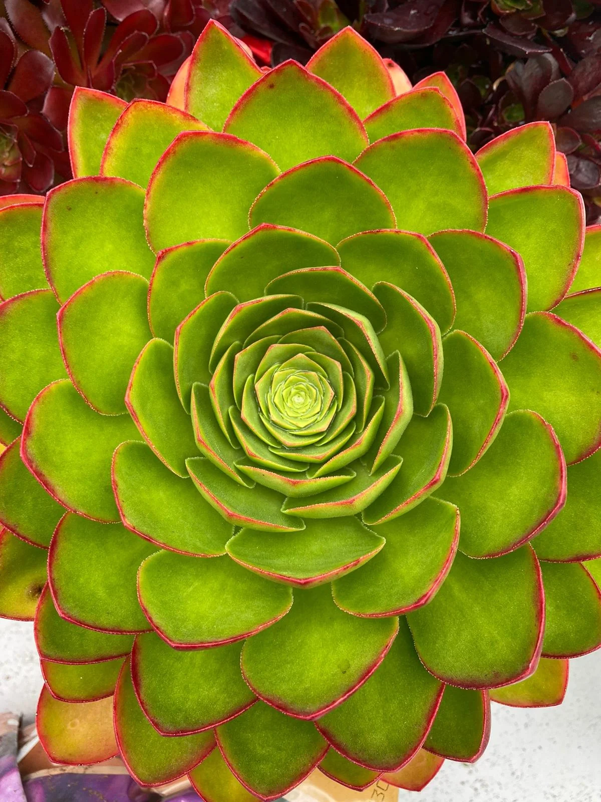 Surreal Diamond Semponium 2 Surreal Diamond Semponium