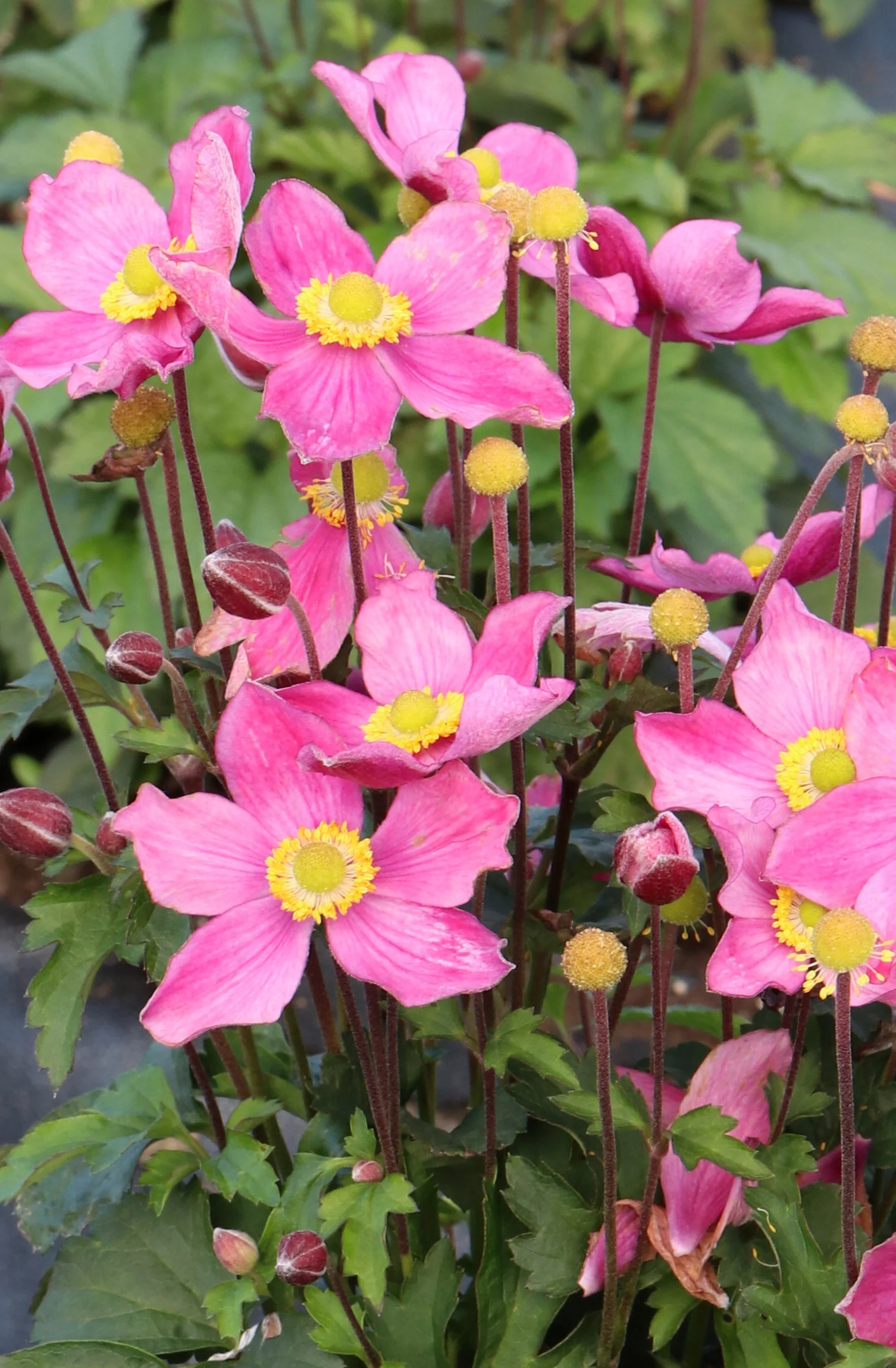 Satin Doll™ Rosé Anemone 4 Satin Doll™ Rosé Anemone