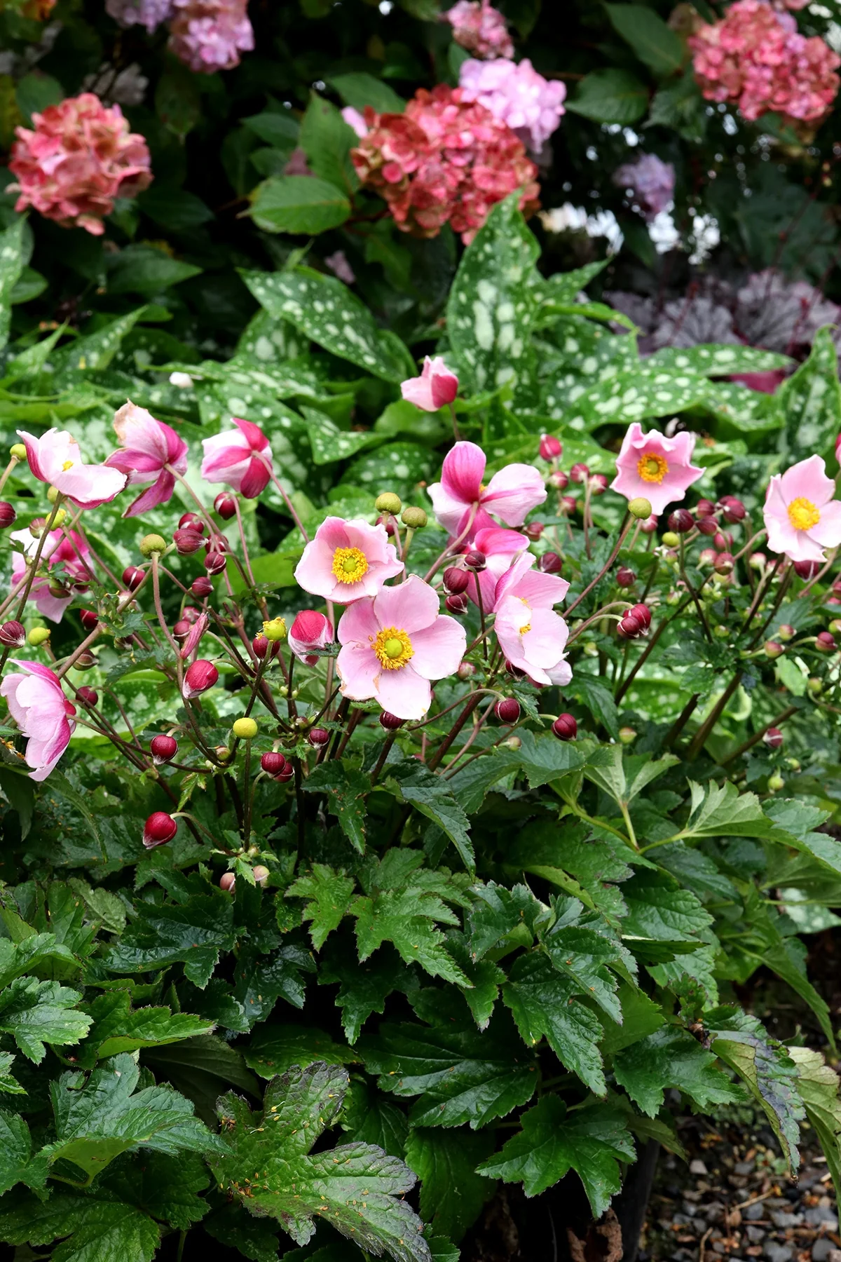 Satin Doll™ Blush Anemone 8 Satin Doll™ Blush Anemone
