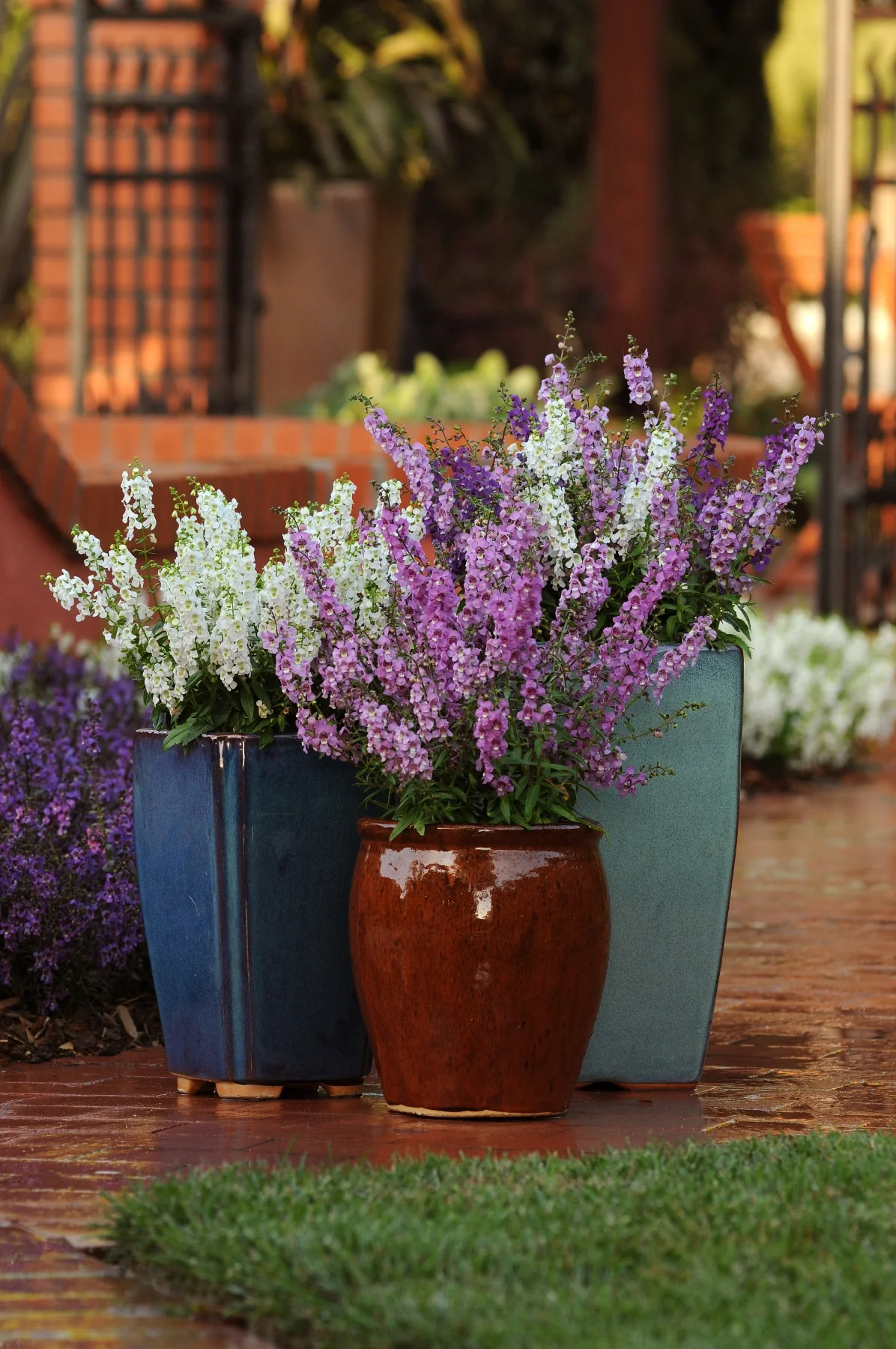 Serena® Angelonia 1 Serena® Angelonia