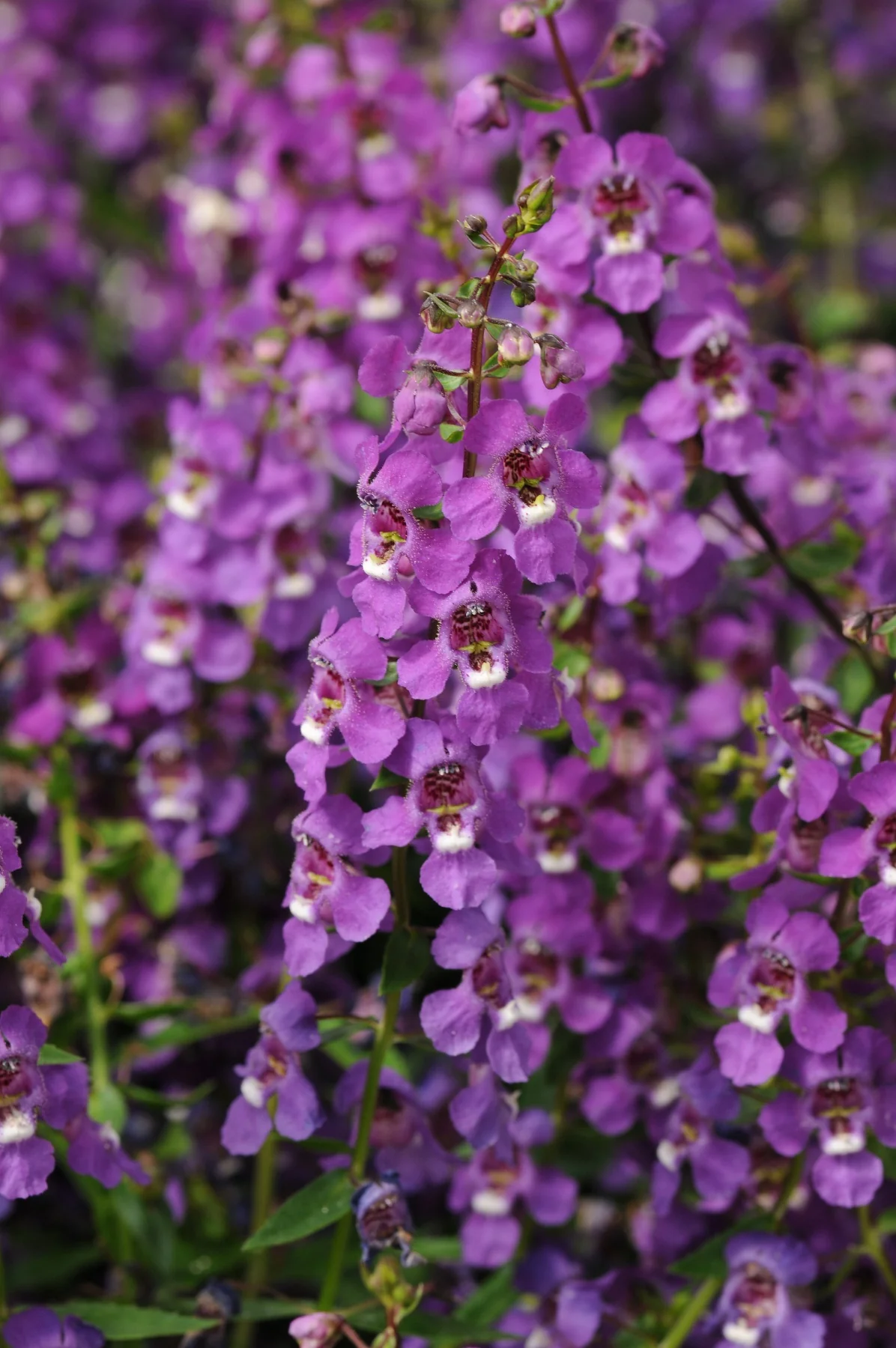 Serena® Angelonia 2 Serena® Angelonia