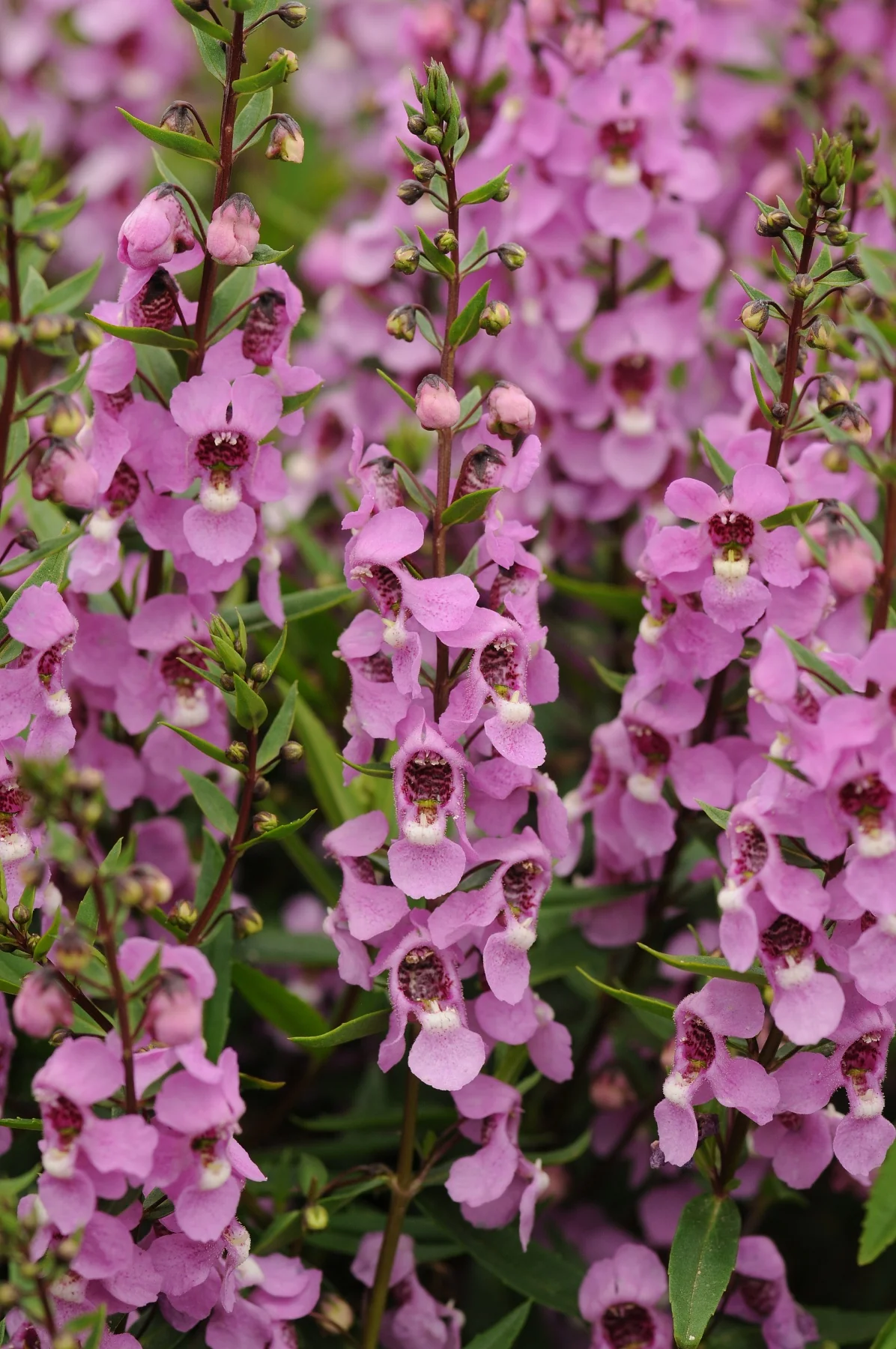 Serena® Angelonia 3 Serena® Angelonia