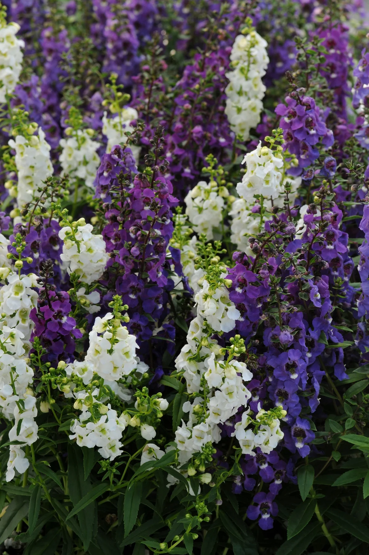 Serena® Angelonia 4 Serena® Angelonia