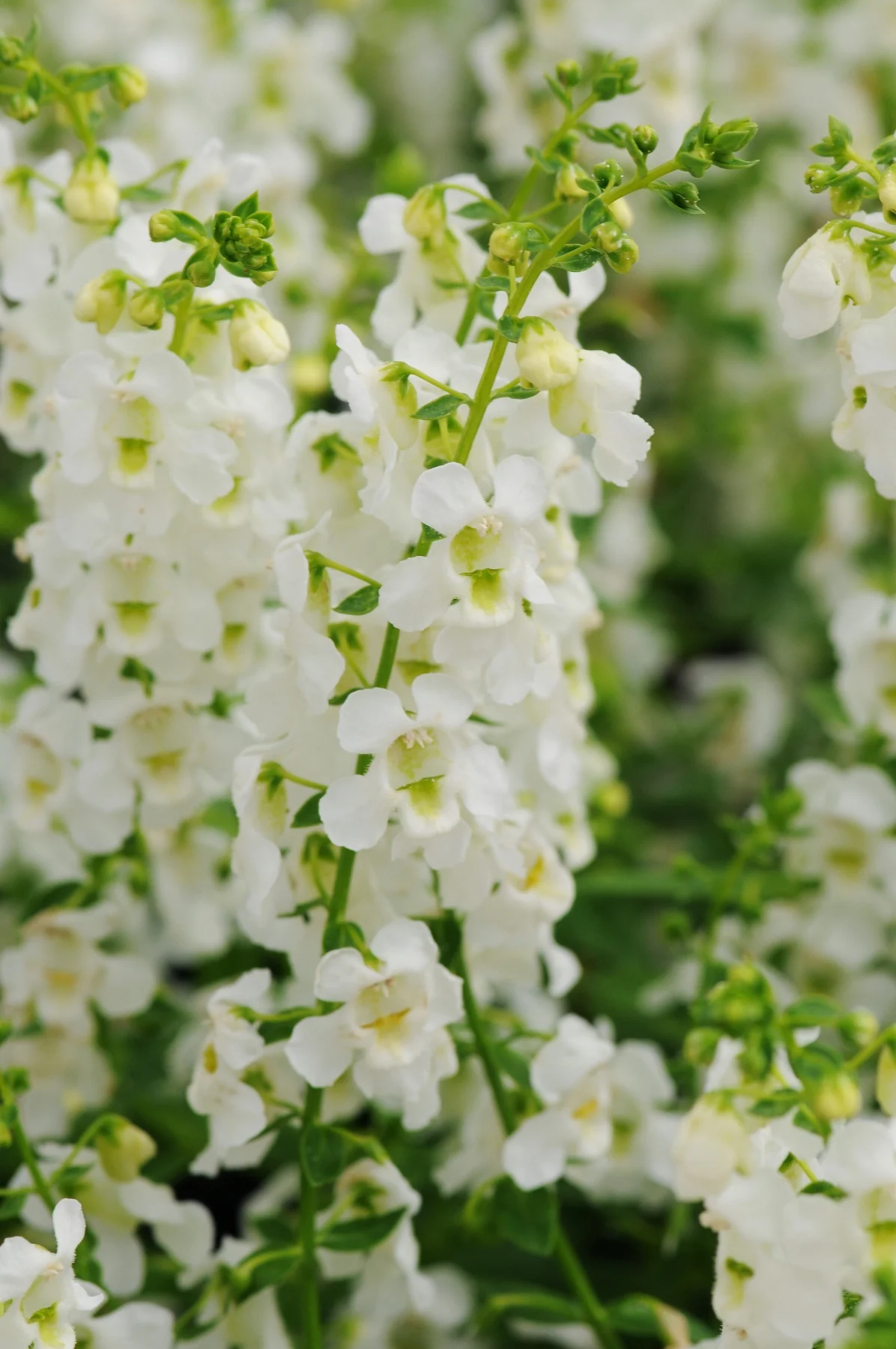 Serena® Angelonia 5 Serena® Angelonia