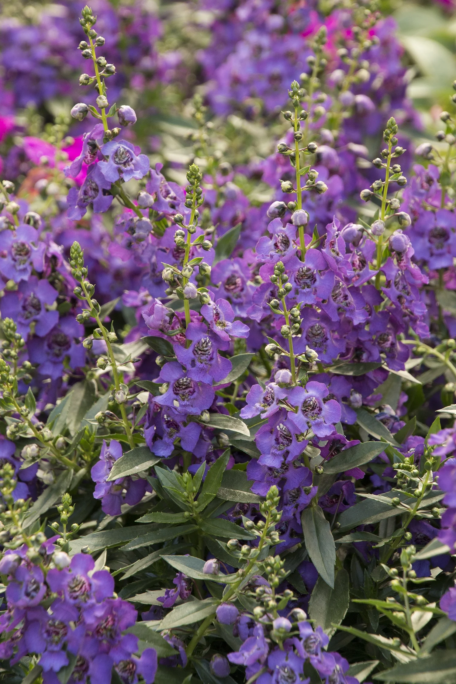 Archangel Angelonia