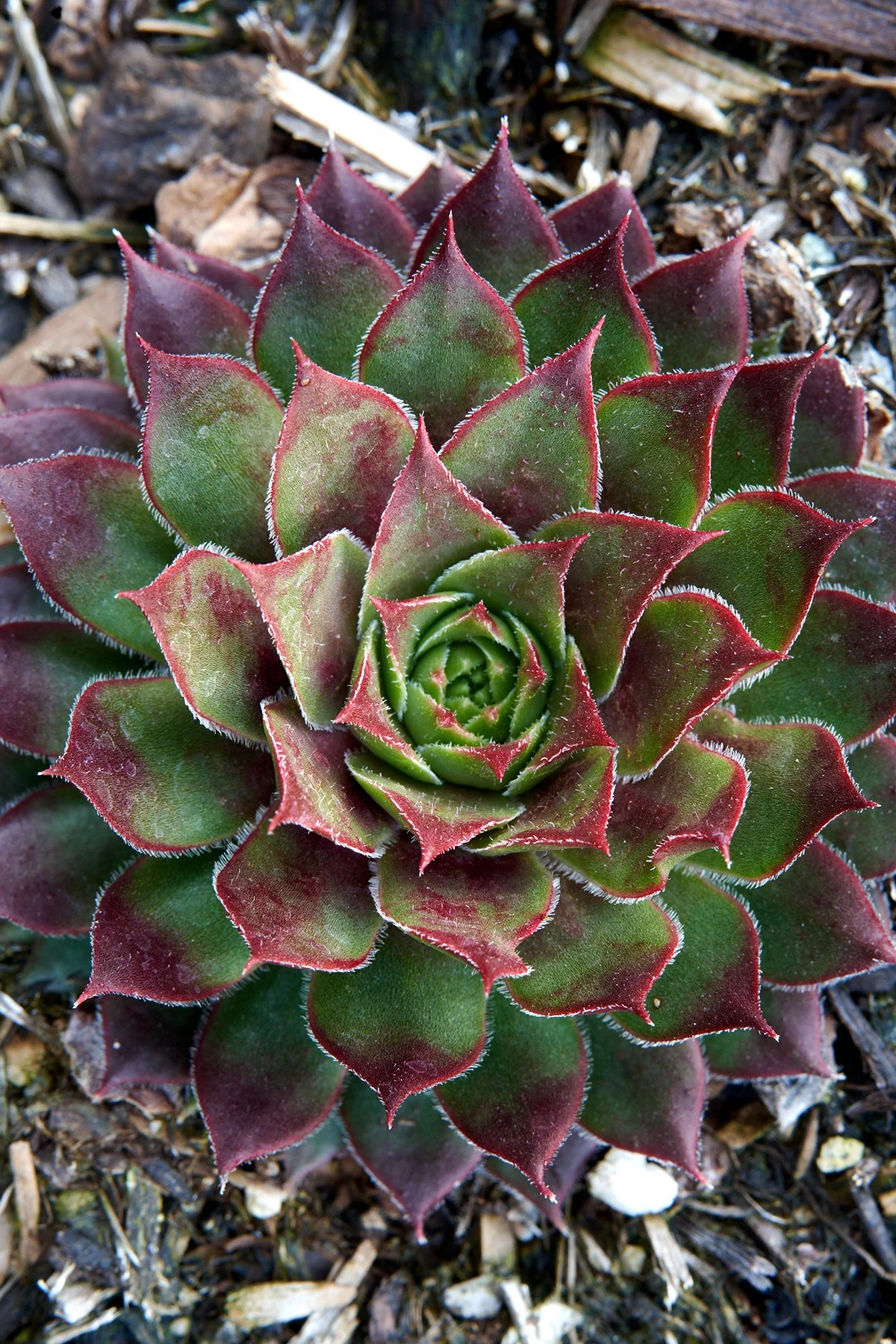 Kalinda Hens and Chicks 1 Kalinda Hens and Chicks