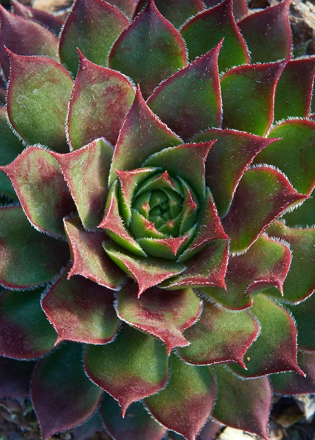 Kalinda Hens and Chicks 2 Kalinda Hens and Chicks
