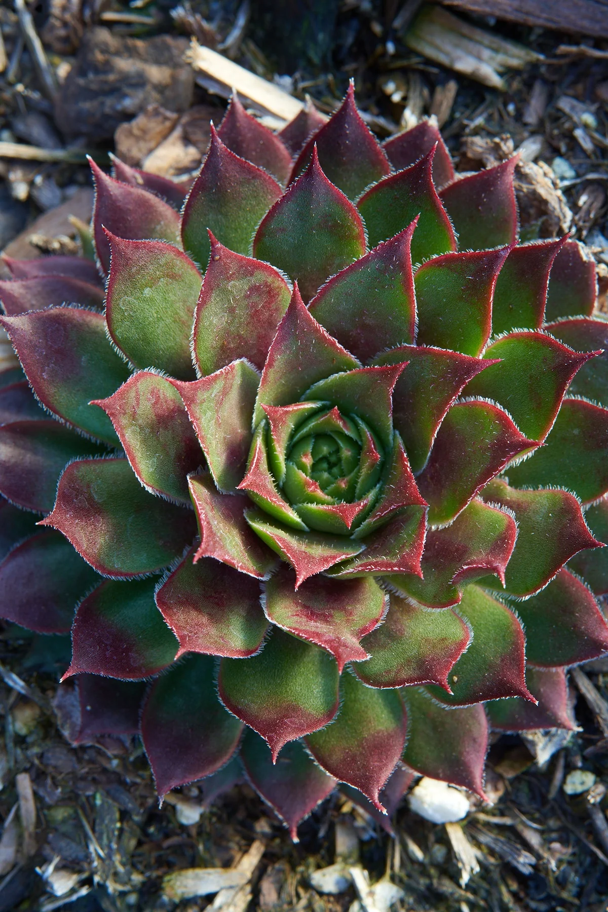 Kalinda Hens and Chicks 3 Kalinda Hens and Chicks
