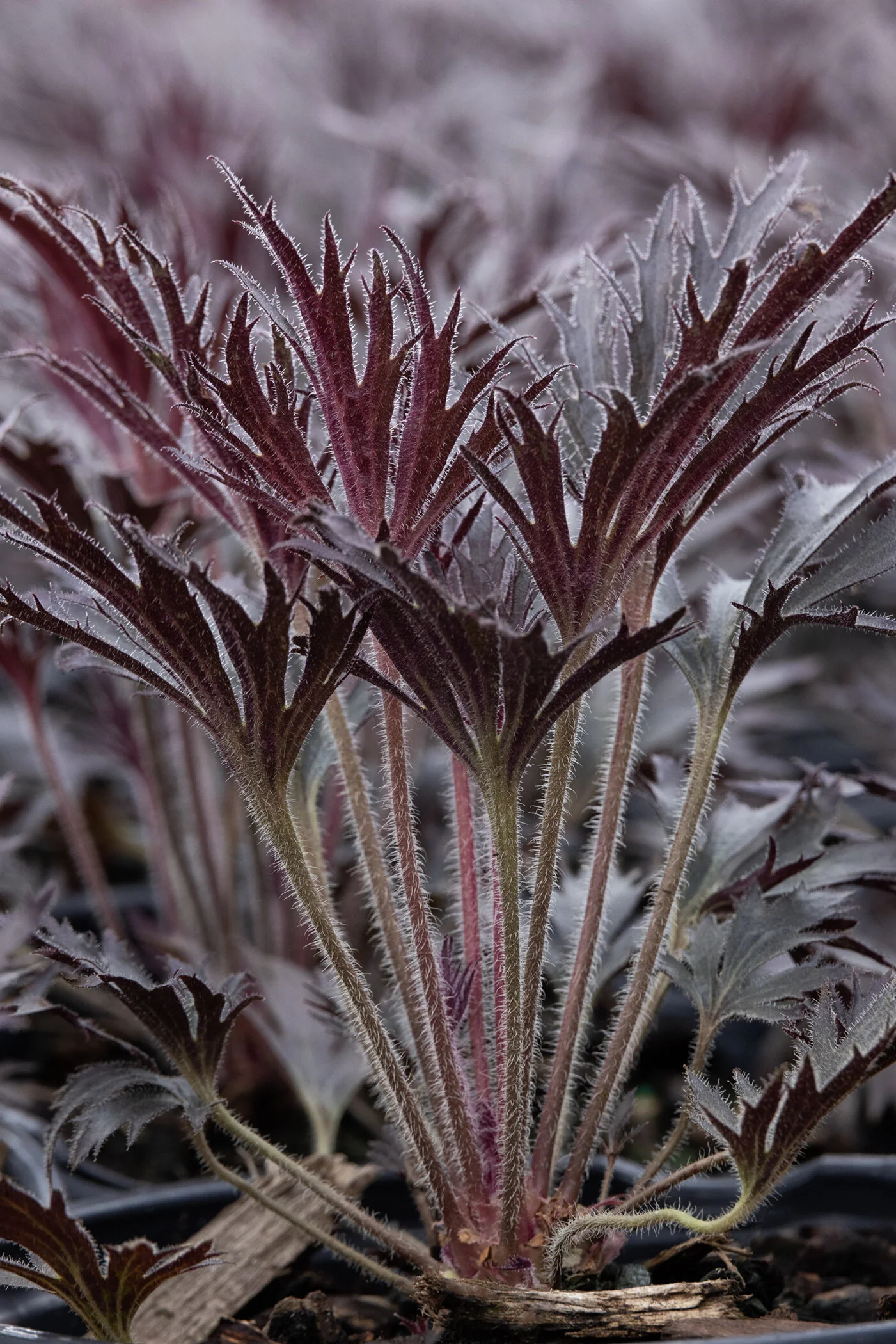 Fyre Wing™ Jet Heuchera