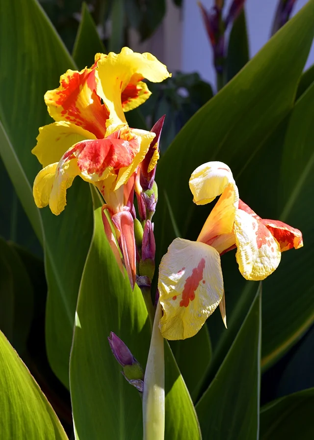 Cleopatra Canna