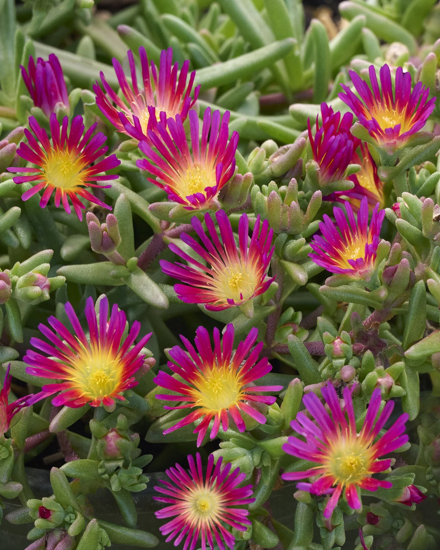 Delmara™ Fuchsia Ice Plant