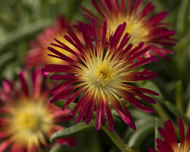 Delmara™ Fuchsia Ice Plant