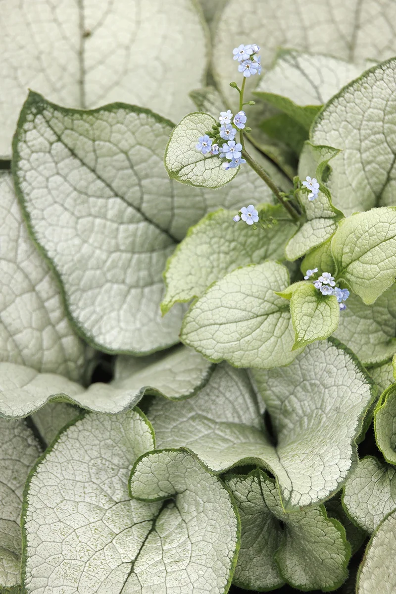 Alexandria Brunnera