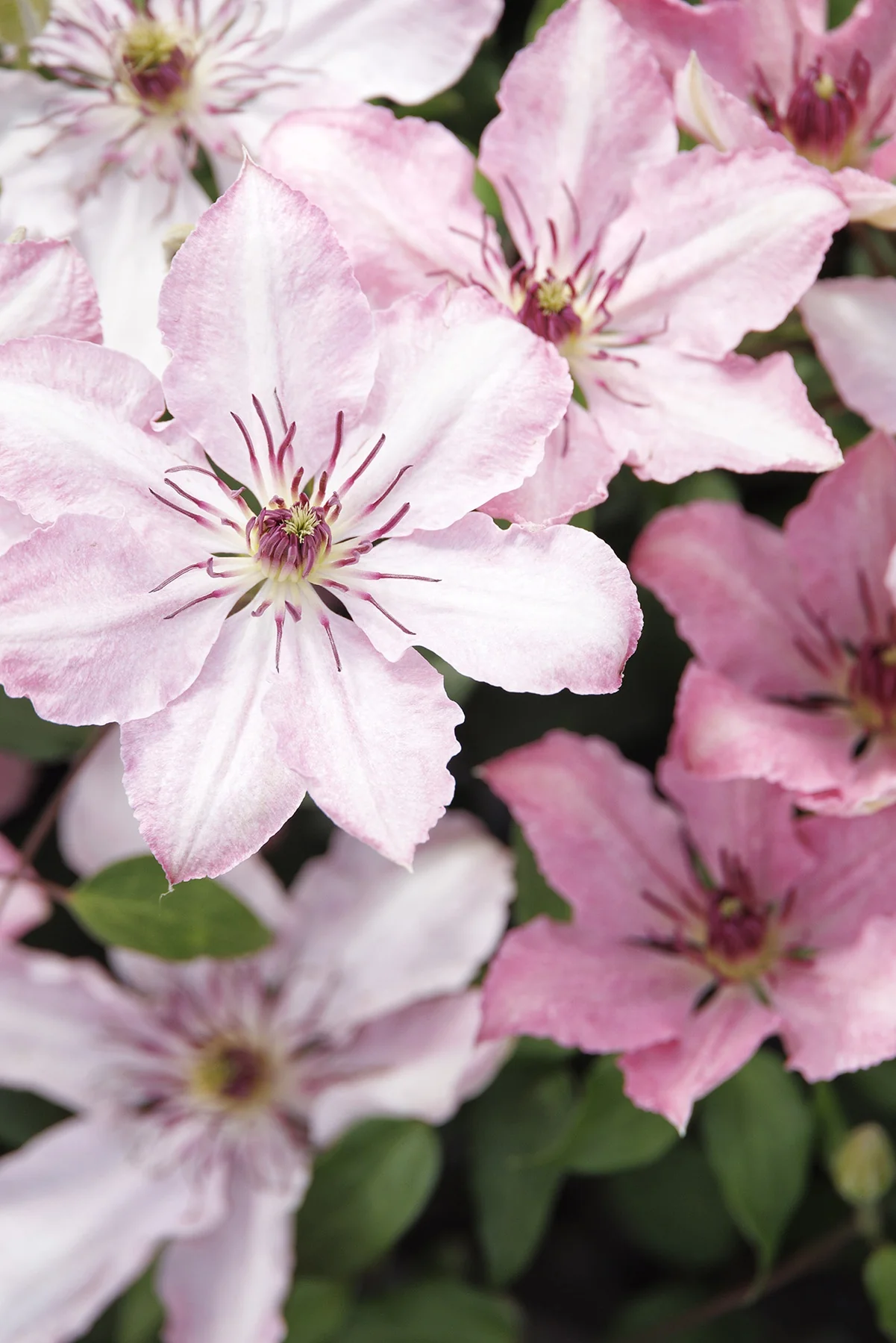 Boulevard® Sarah Elizabeth™ Clematis
