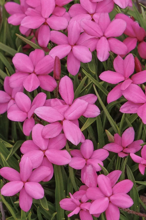 Paula Rhodoxis