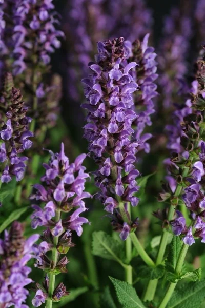 Lyrical™ Silvertone Meadow Sage