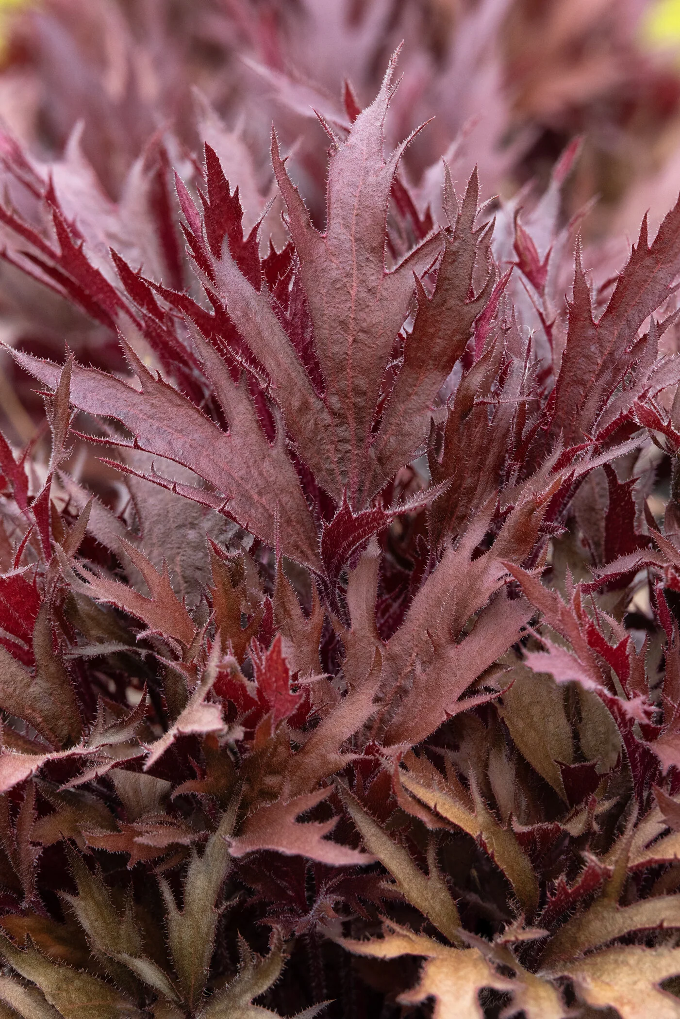 Fyre Wing™ Hematite Heuchera