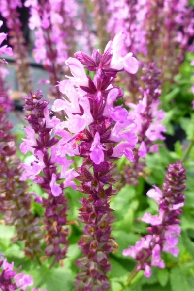 Lyrical™ Rose Meadow Sage