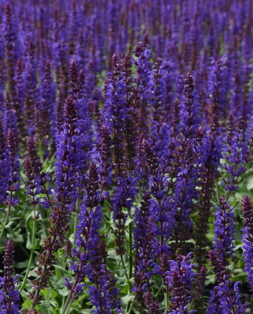 Lyrical™ Blues Meadow Sage