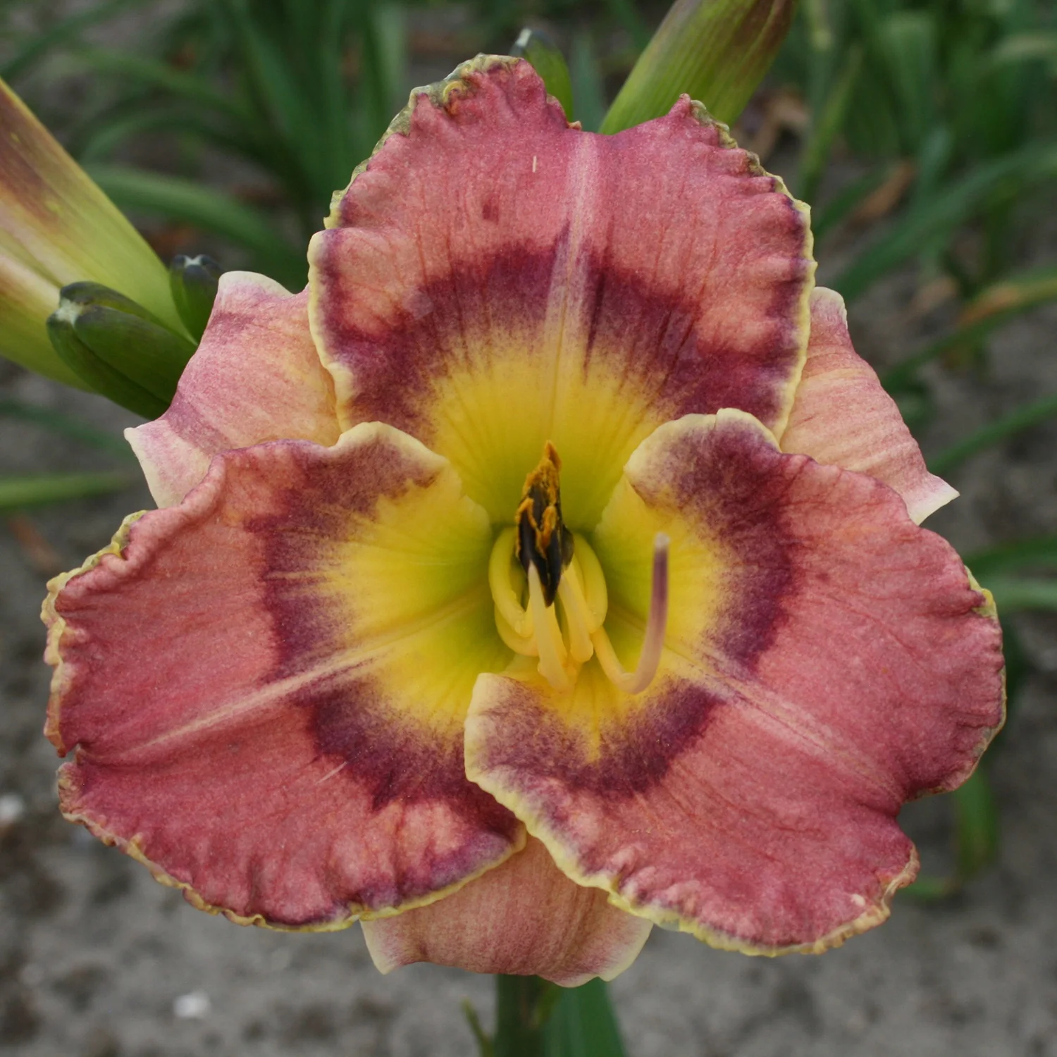 Radiant Skye® Daylily