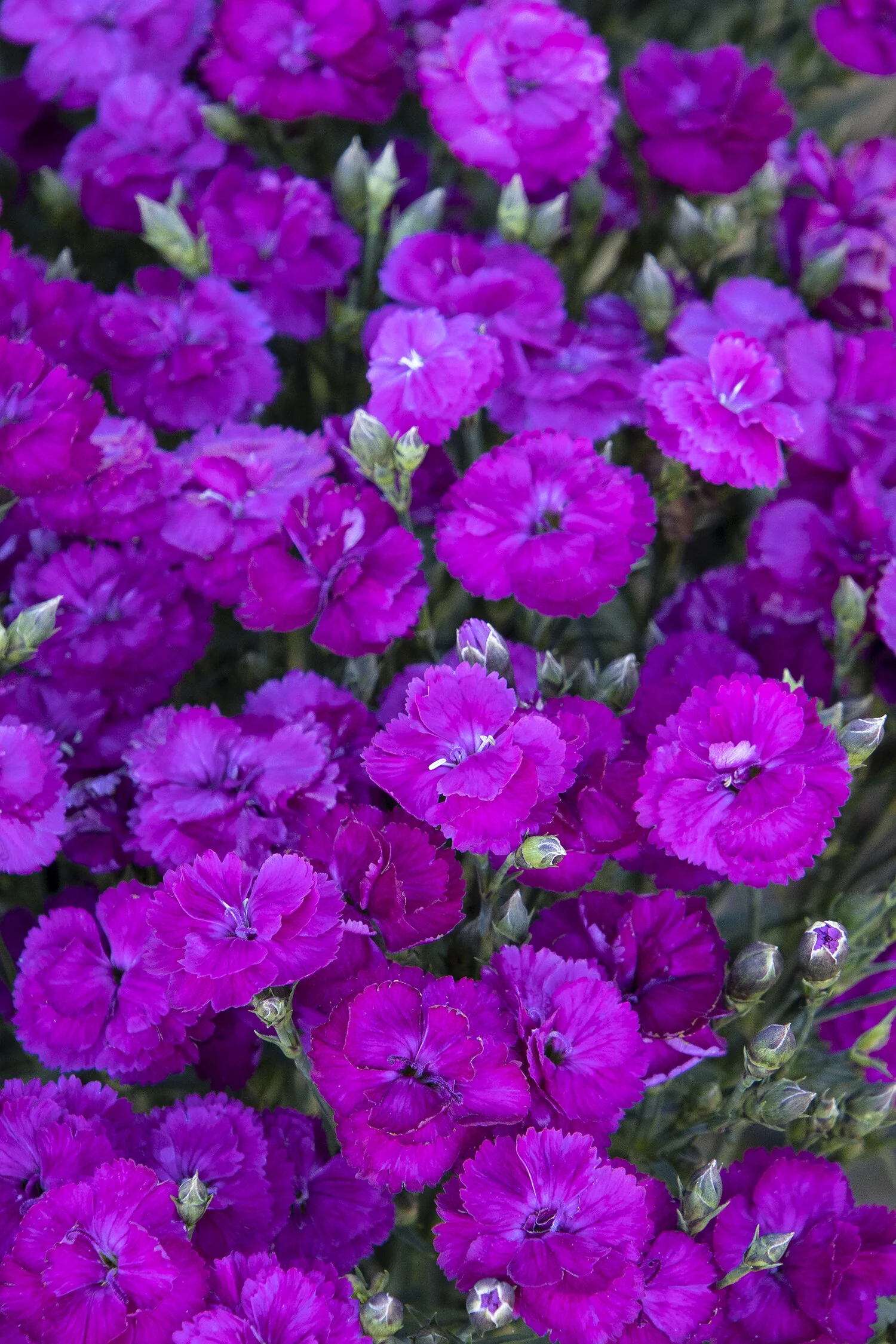 Delilah™ Purple Dianthus