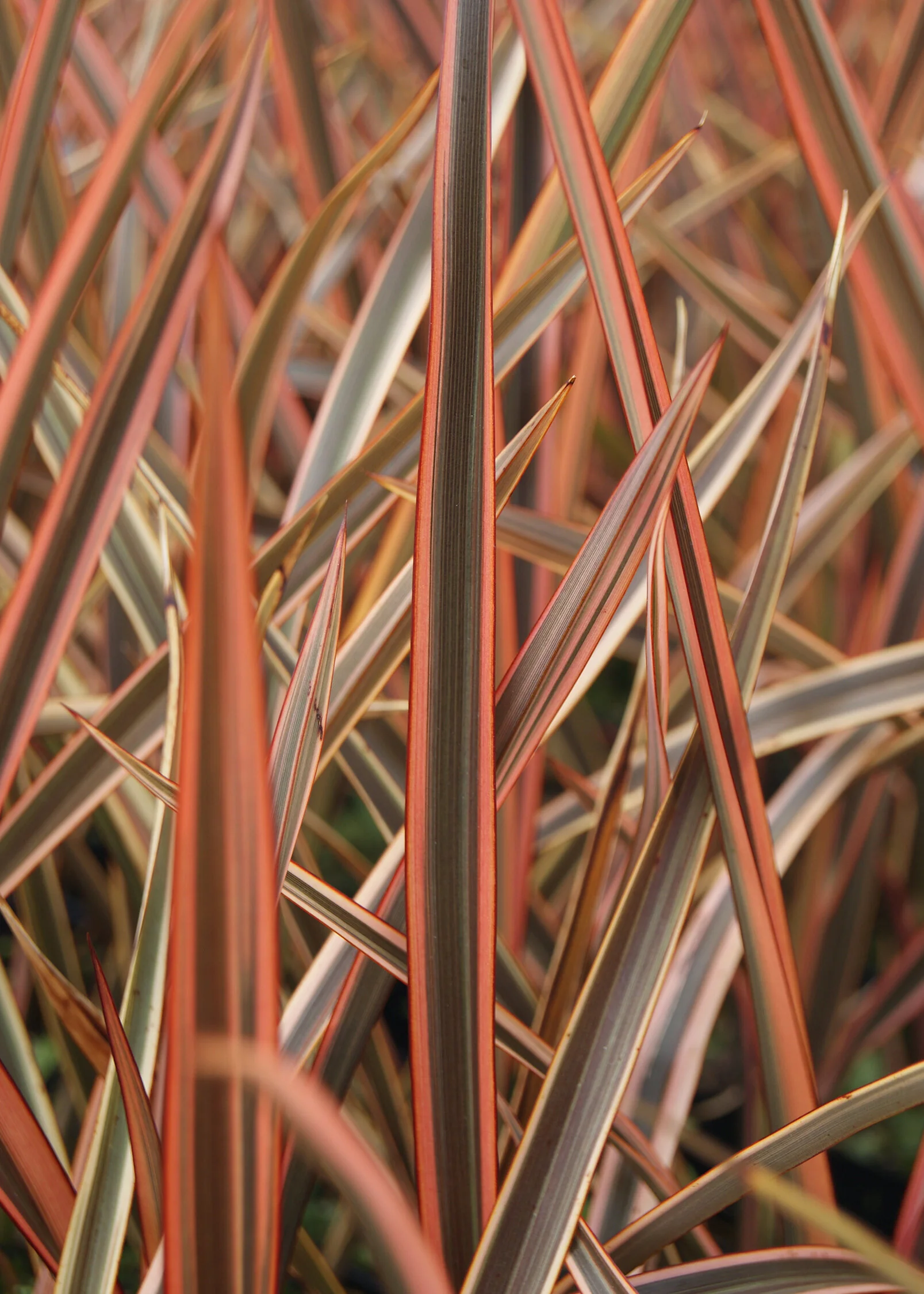 Indigo Pearl™ New Zealand Flax 3 Indigo Pearl™ New Zealand Flax