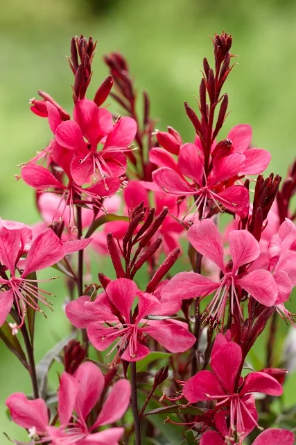 Gaudi™ Red Wand Flower 11 Gaudi™ Red Wand Flower