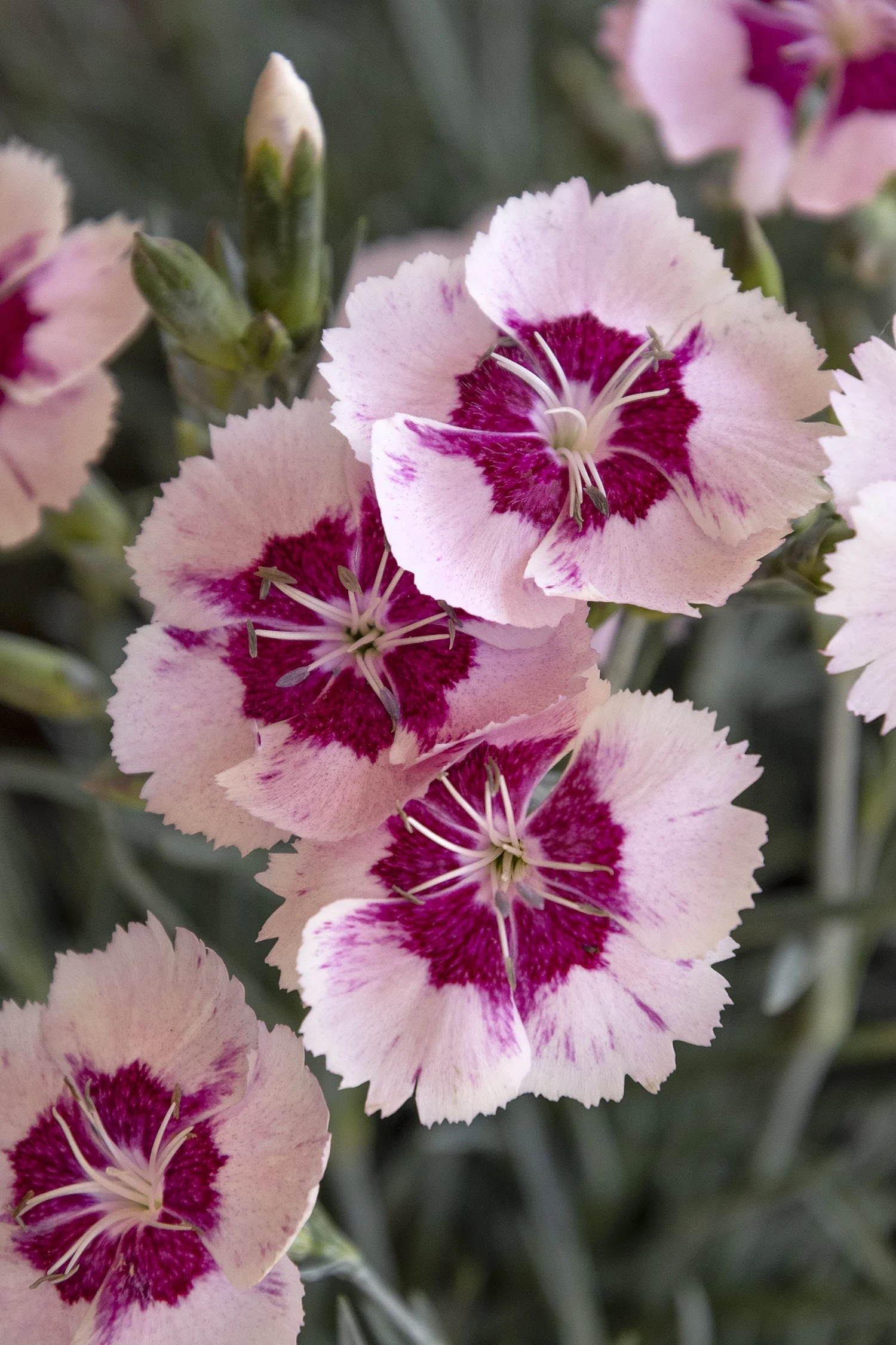Scent from Heaven™ Angel of Peace Dianthus 1 Scent from Heaven™ Angel of Peace Dianthus