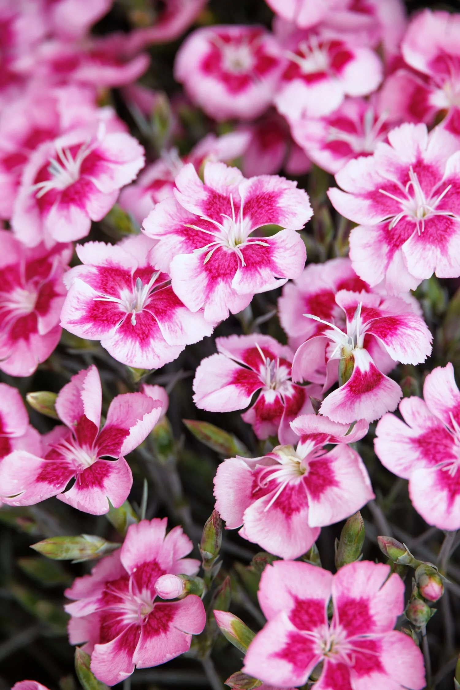 Scent from Heaven™ Angel of Peace Dianthus 2 Scent from Heaven™ Angel of Peace Dianthus