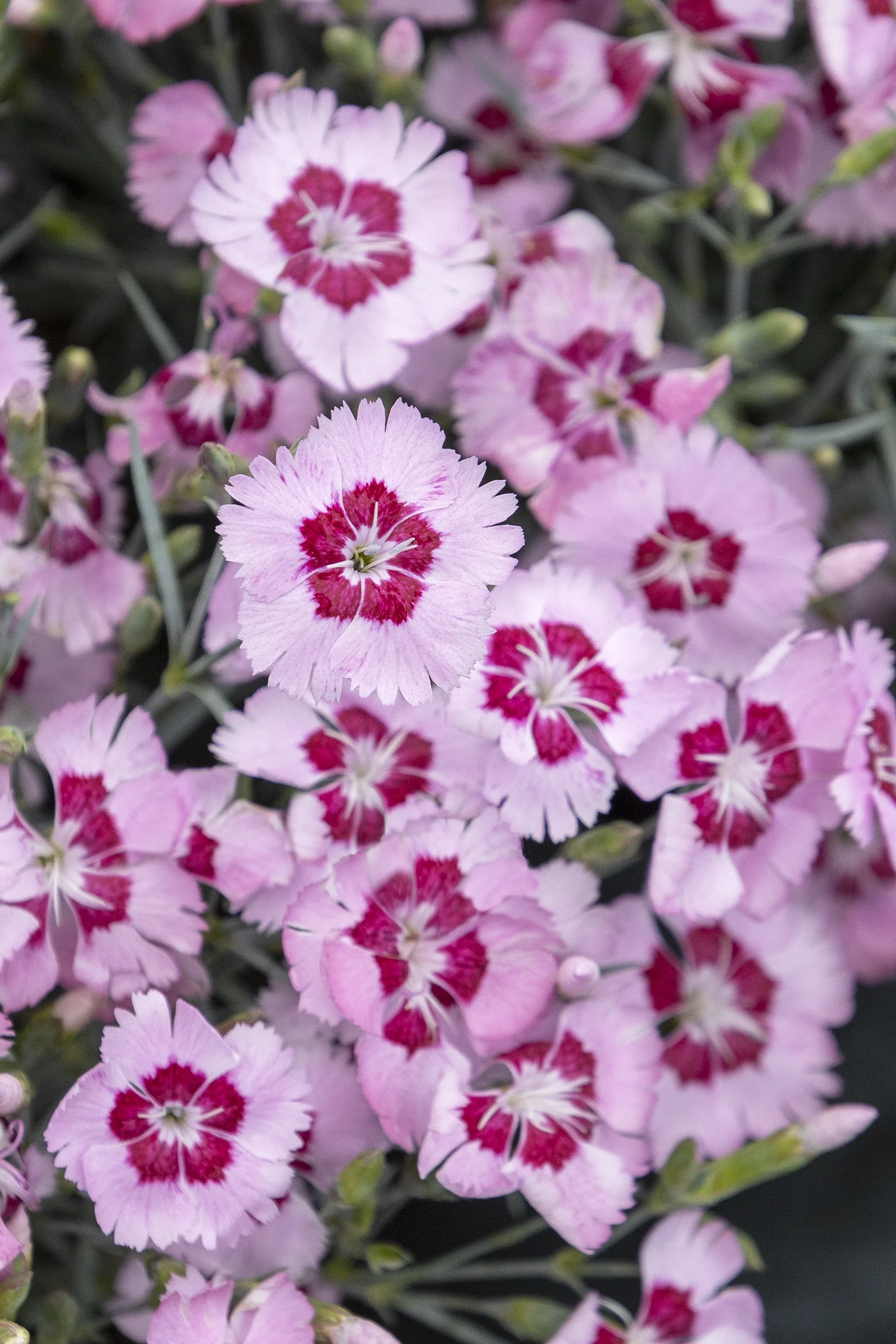 Scent from Heaven™ Angel of Peace Dianthus 3 Scent from Heaven™ Angel of Peace Dianthus