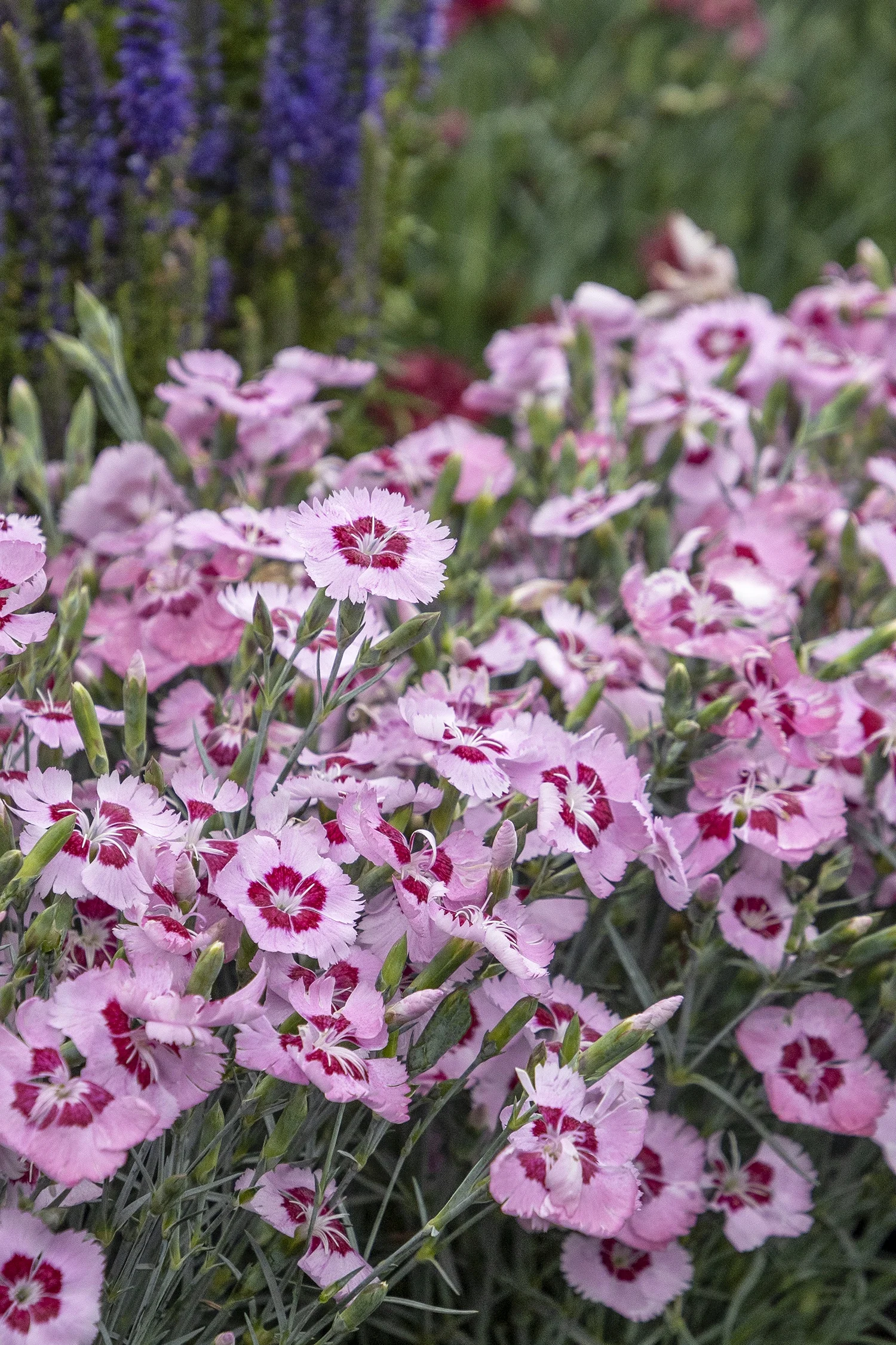Scent from Heaven™ Angel of Peace Dianthus 4 Scent from Heaven™ Angel of Peace Dianthus