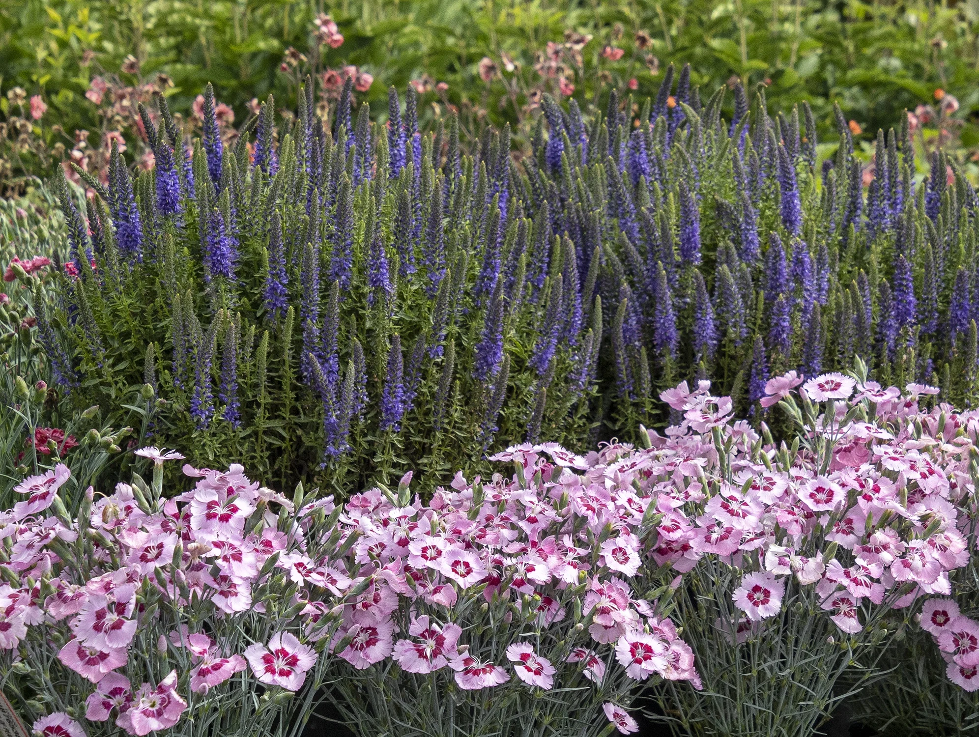 Scent from Heaven™ Angel of Peace Dianthus 5 Scent from Heaven™ Angel of Peace Dianthus