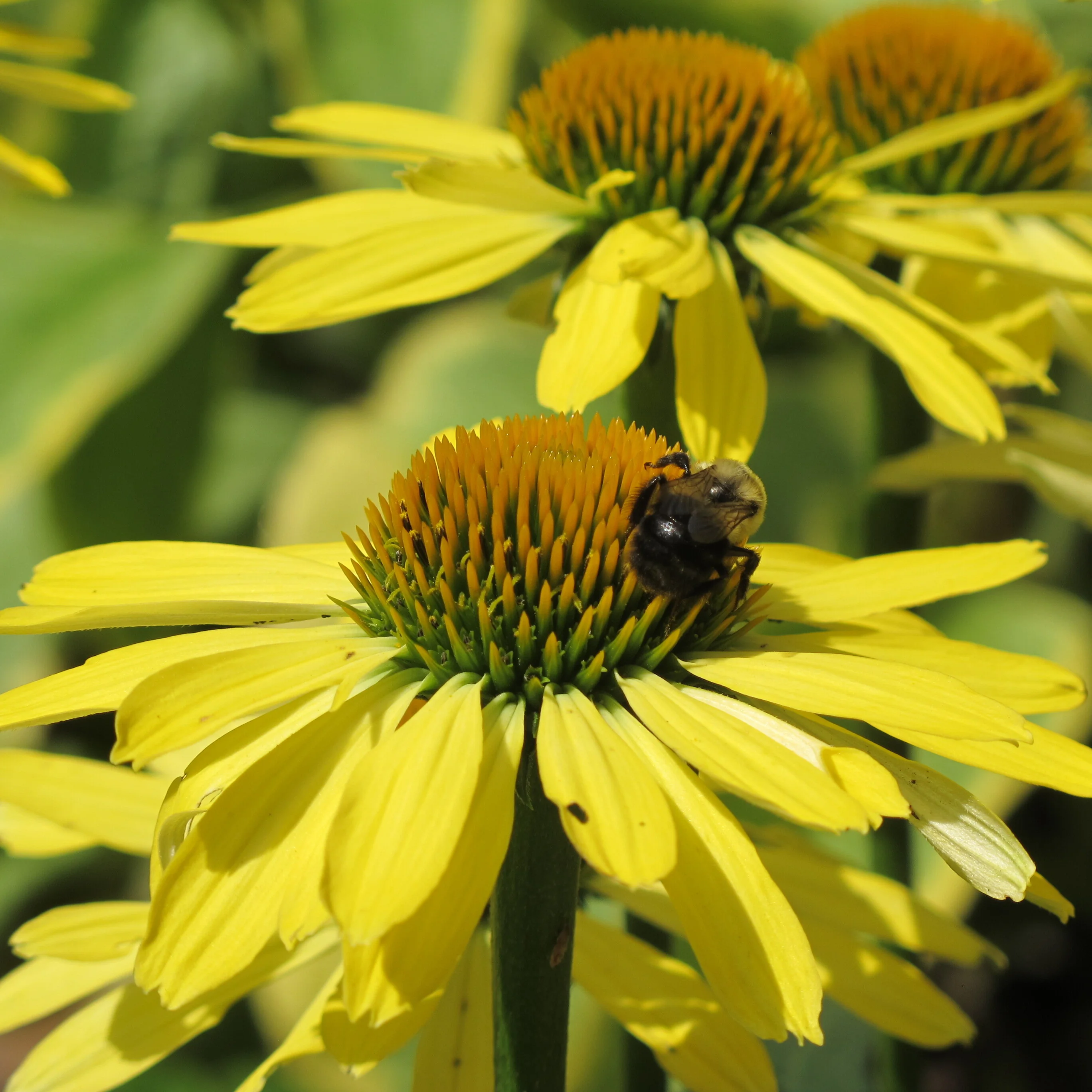 Butterfly Cleopatra Coneflower 10 Butterfly Cleopatra Coneflower