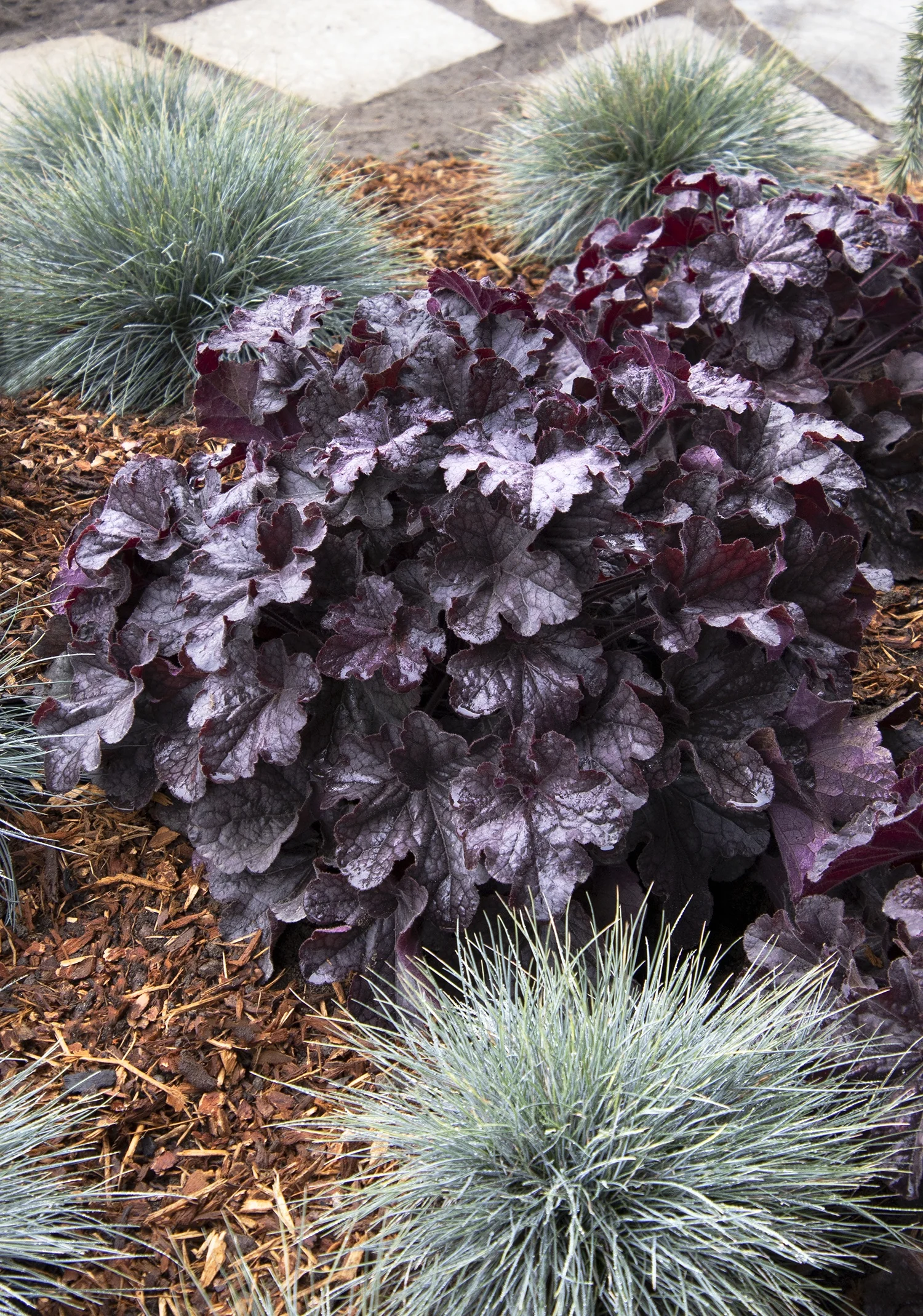 GRANDE™ Black Heuchera 3 GRANDE™ Black Heuchera