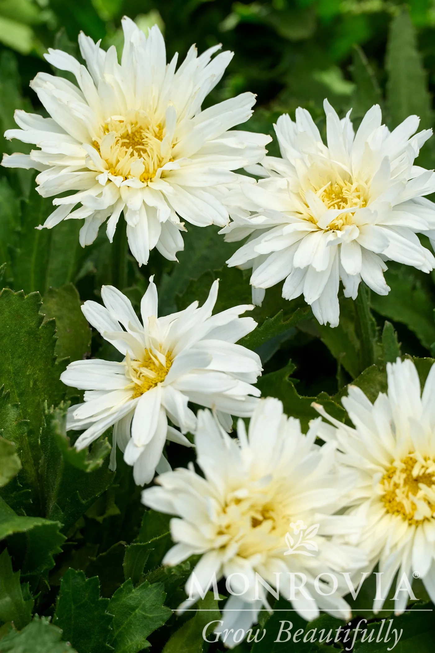 Mt. Hood Shasta Daisy 1 Mt. Hood Shasta Daisy
