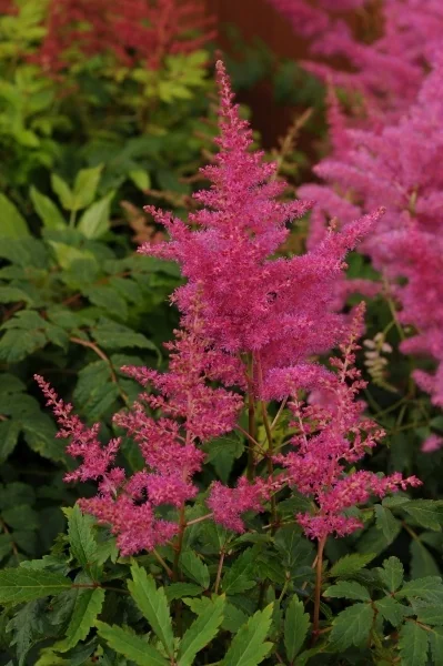 Younique™ Lilac Astilbe