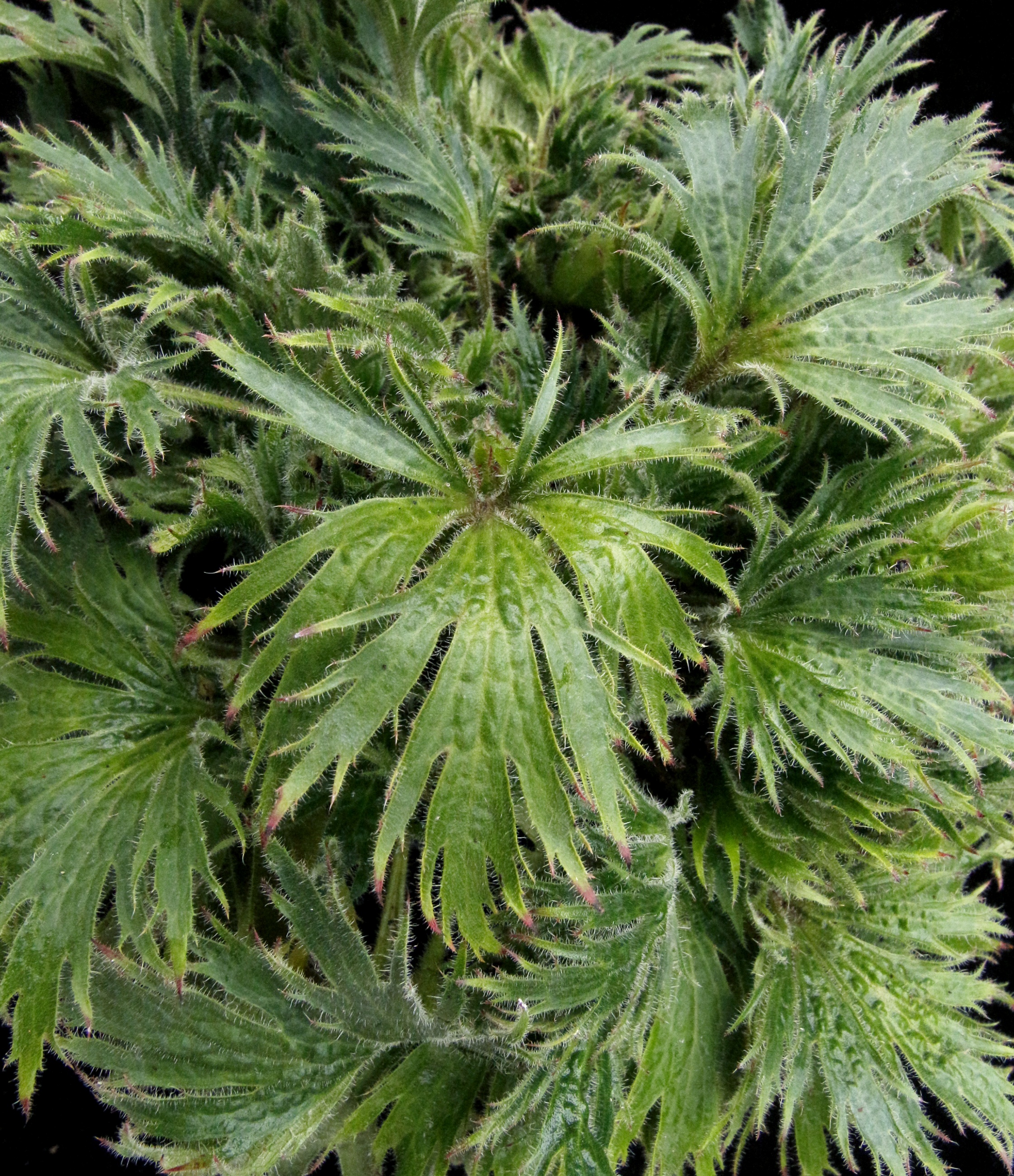 Fyre Wing™ Jadeite Heuchera 7 Fyre Wing™ Jadeite Heuchera
