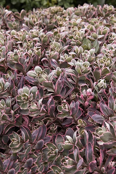 Sunsparkler® Dream Dazzler Sedum 3 Sunsparkler® Dream Dazzler Sedum