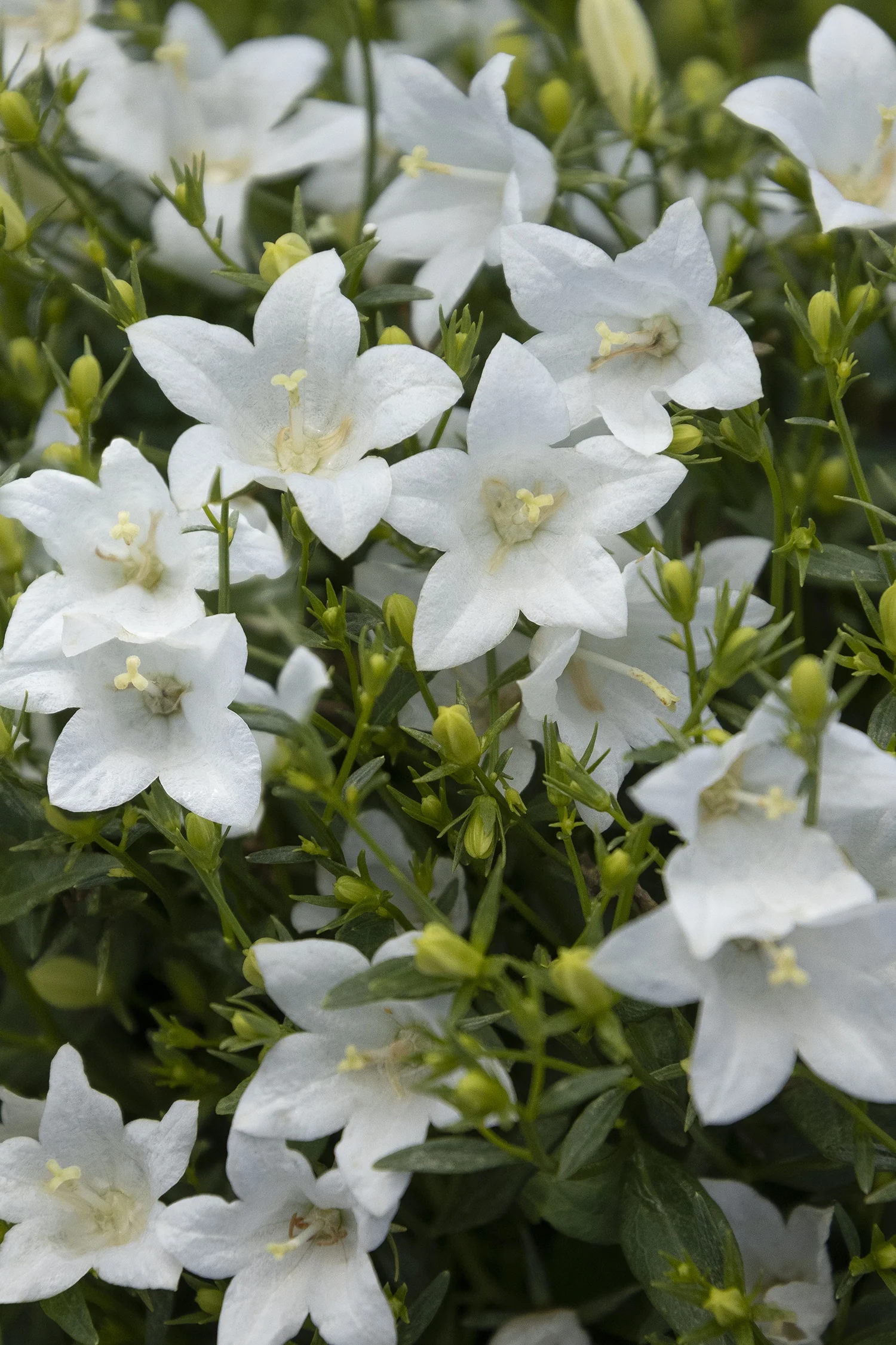 Spring Bell™ 2.0 White Bellflower 1 Spring Bell™ 2.0 White Bellflower