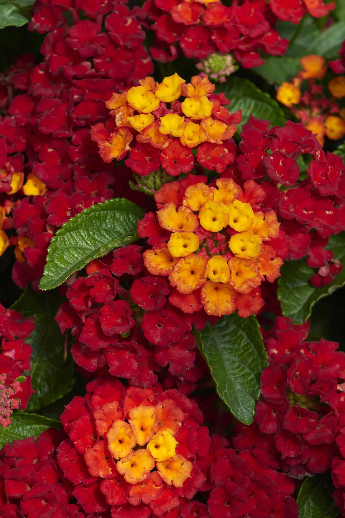Hot Blooded® Lantana 7 Hot Blooded® Lantana