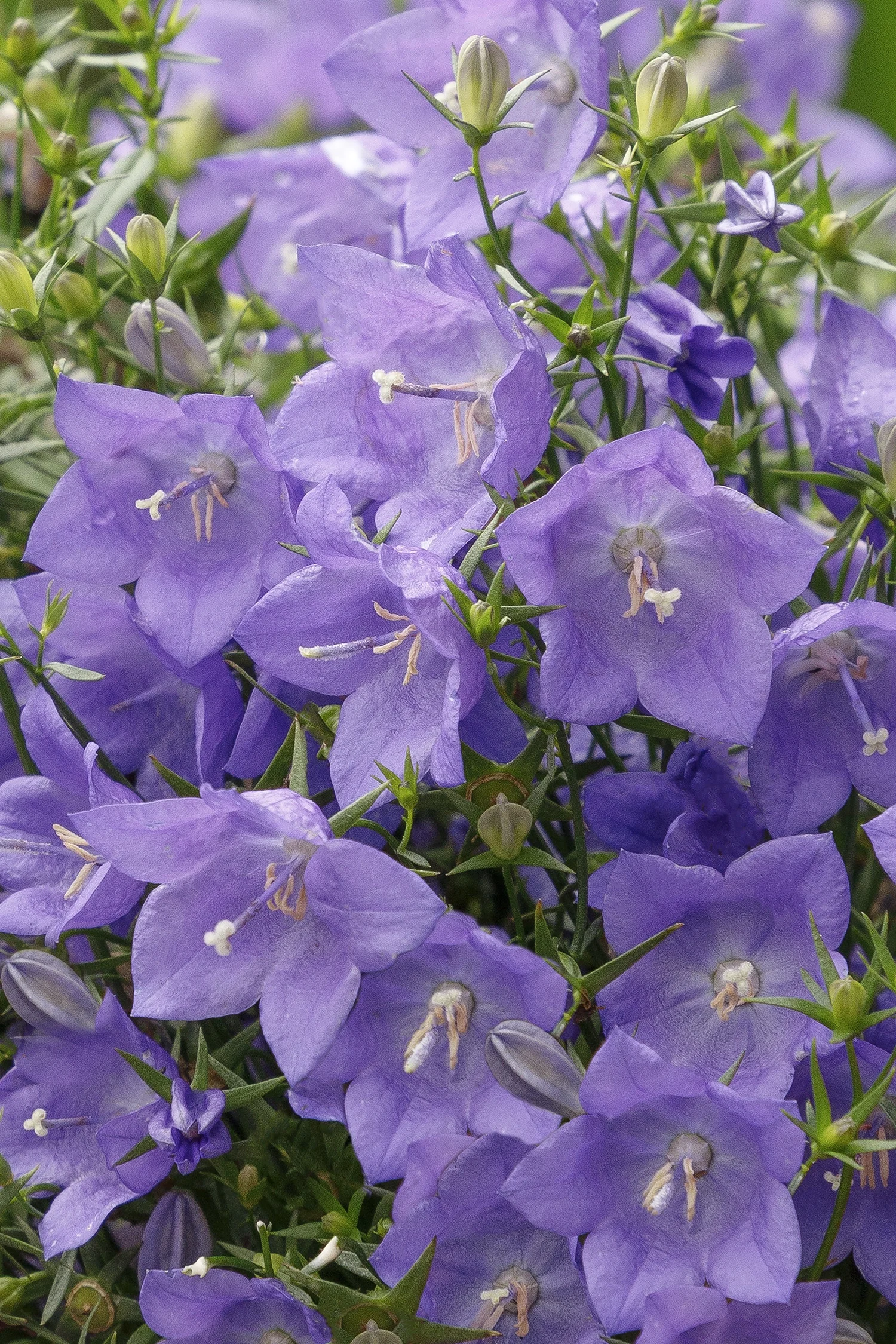 Spring Bell™ 2.0 Blue Bellflower